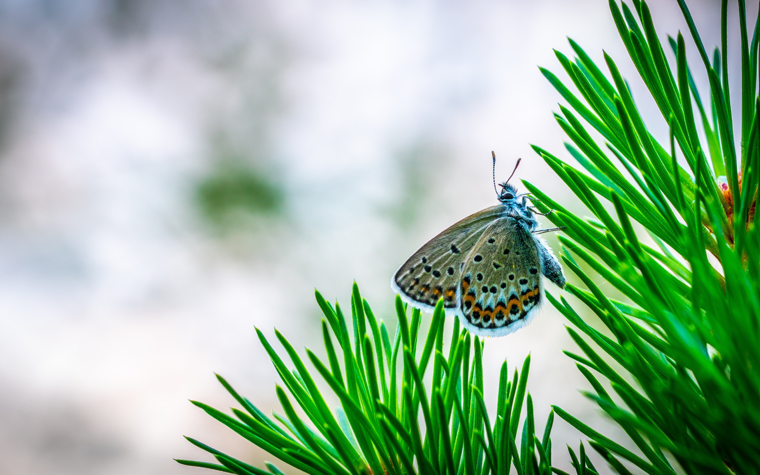 Бабочка сидит на зеленой ветке ели