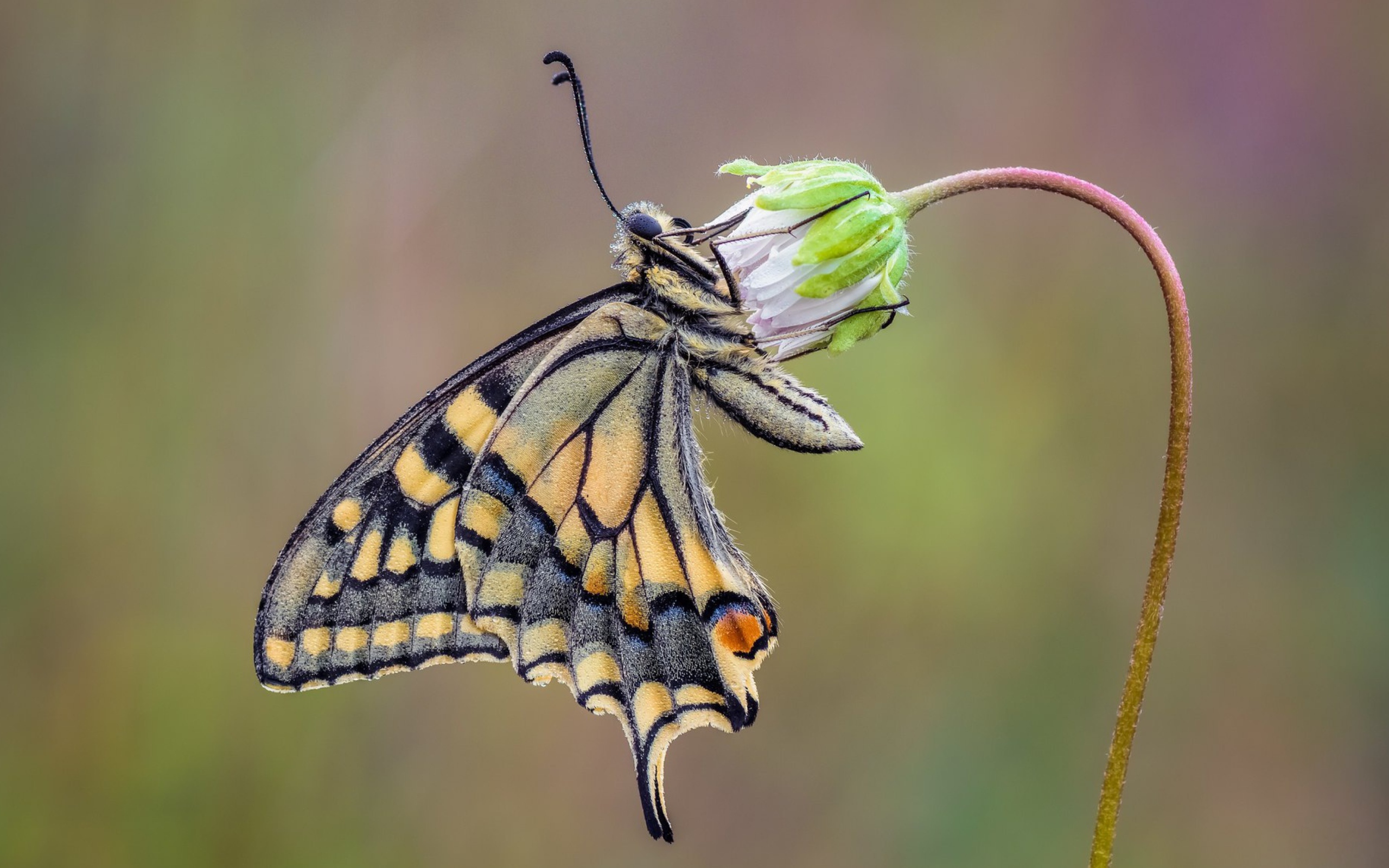 Красивая бабочка махаон сидит на цветке