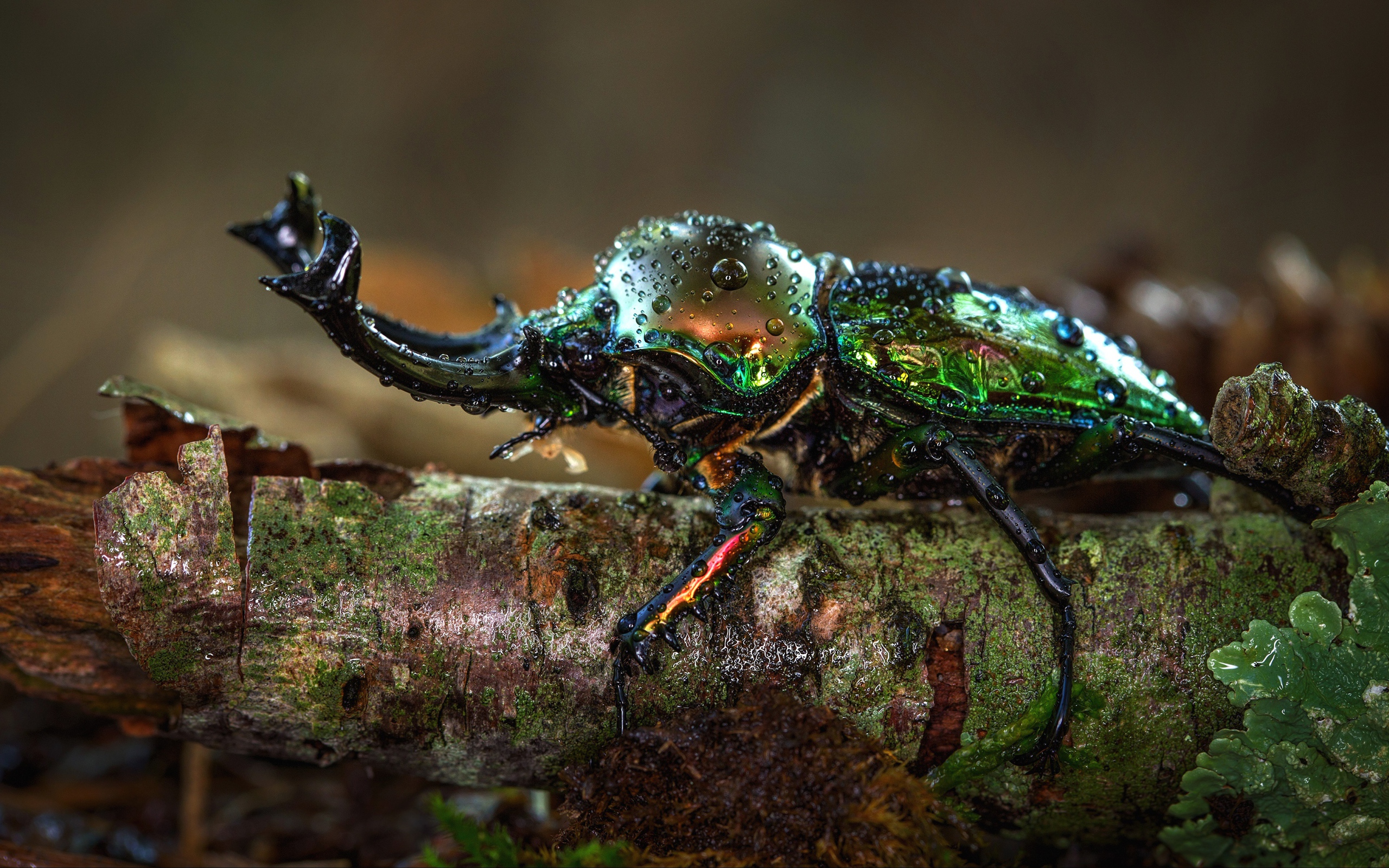 Жук олень в каплях росы на ветке дерева