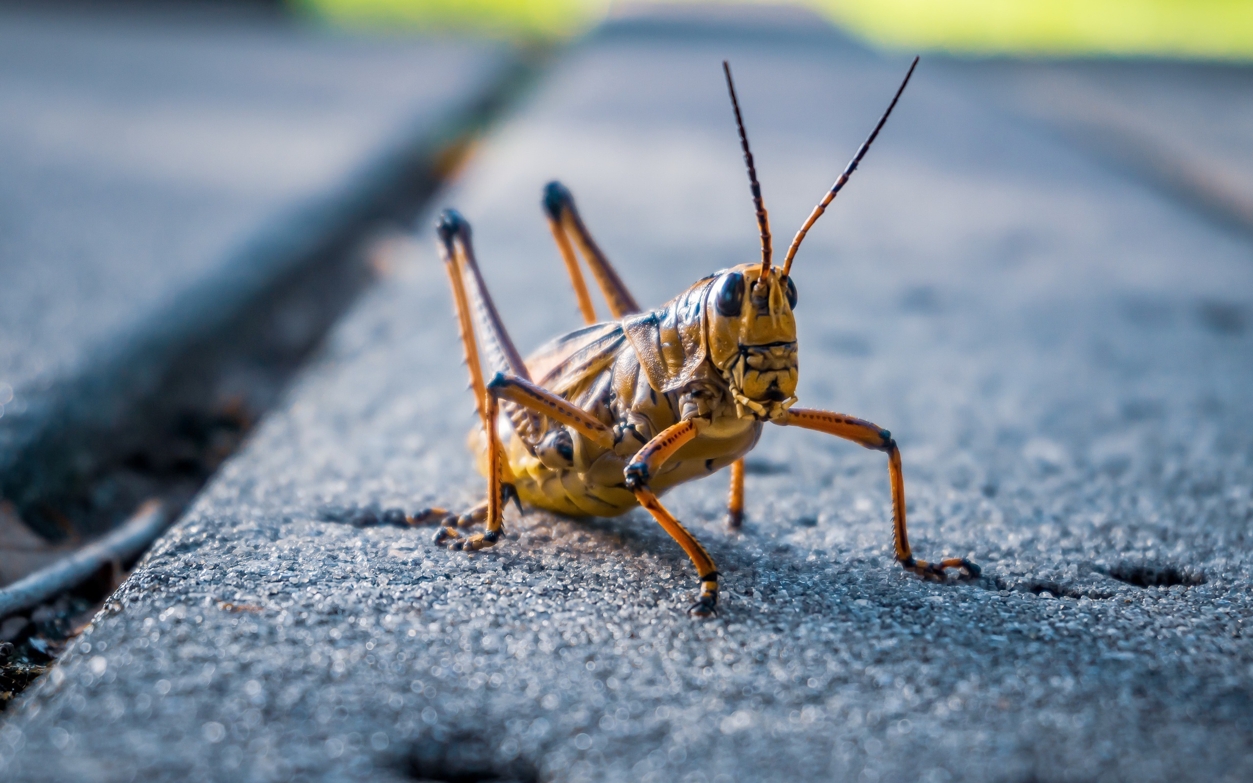Большой кузнечик сидит на дороге