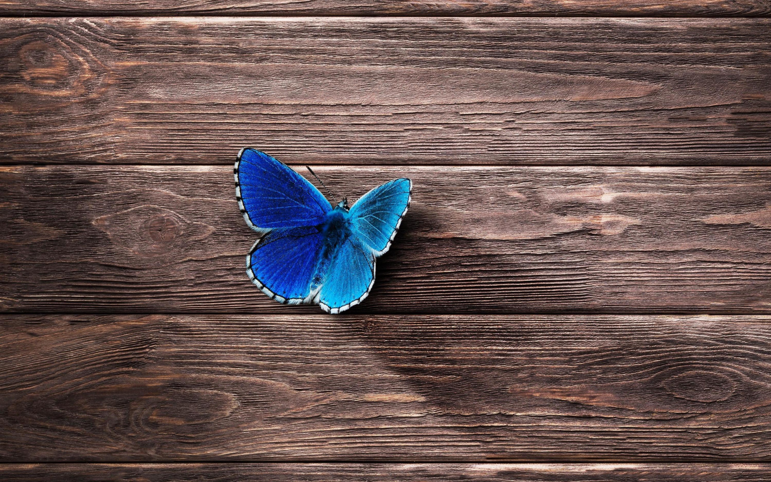 Голубая бабочка сидит на деревянной поверхности 