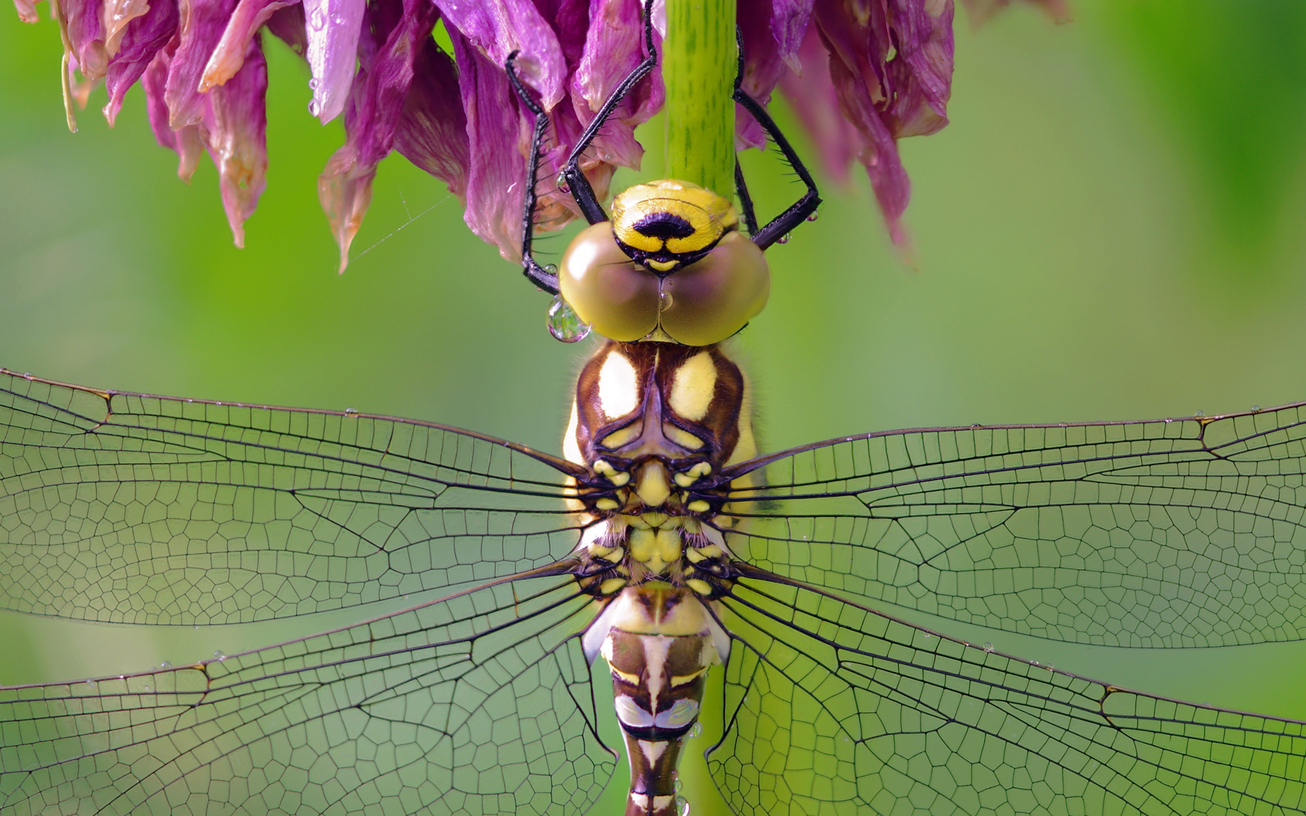 Стрекоза сидит на цветке крупным планом