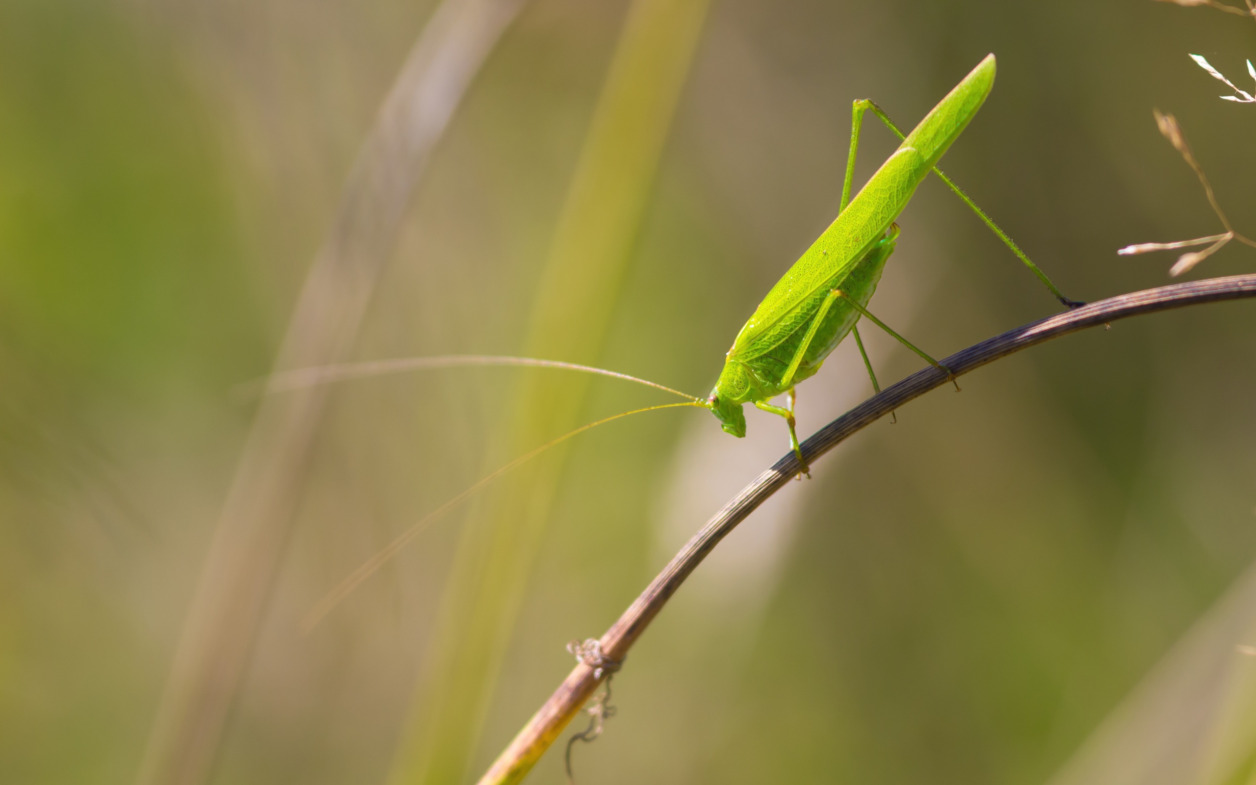Зеленый кузнечик сидит на траве 