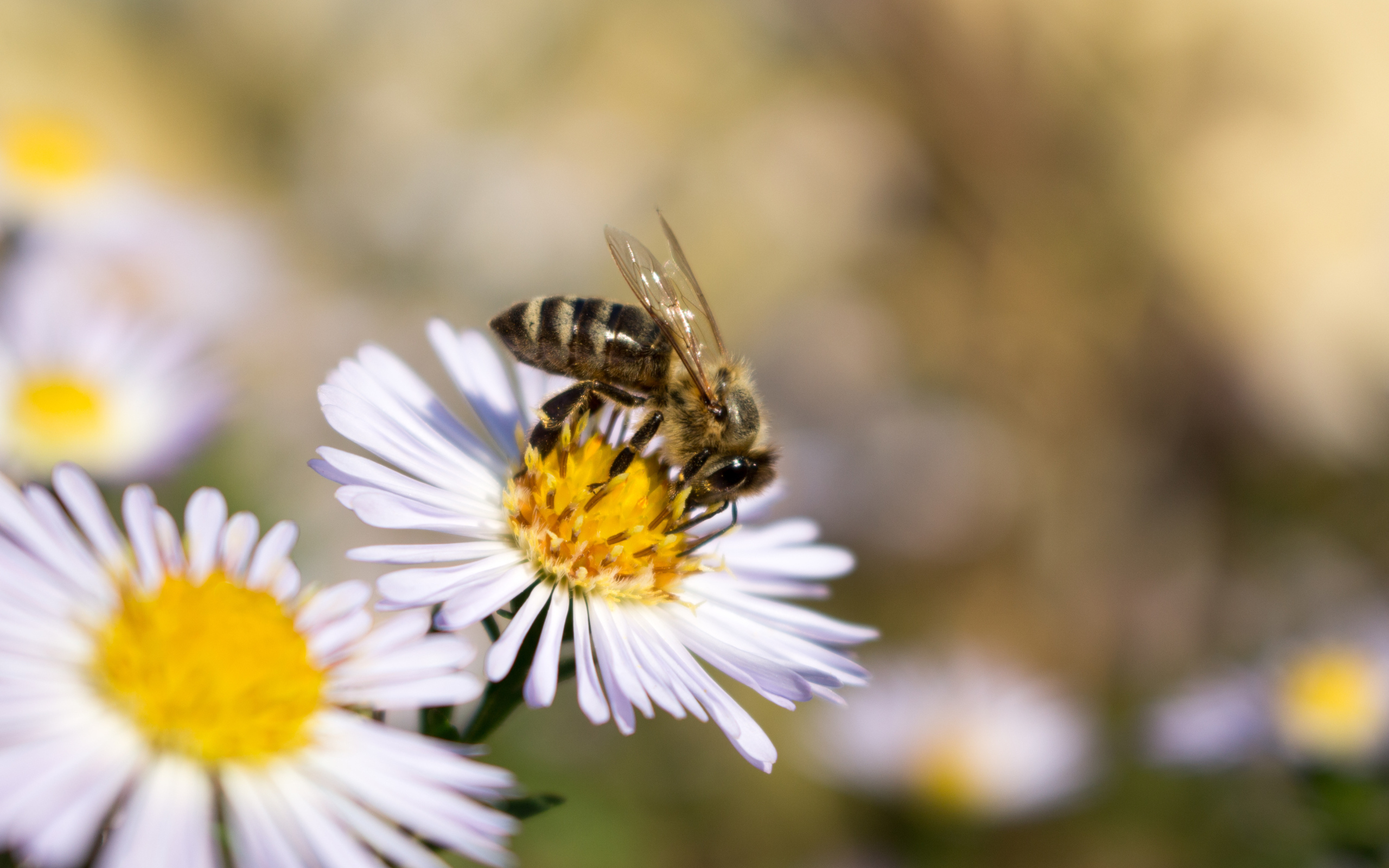 Маленькая пчела сидит на цветке сентябринки