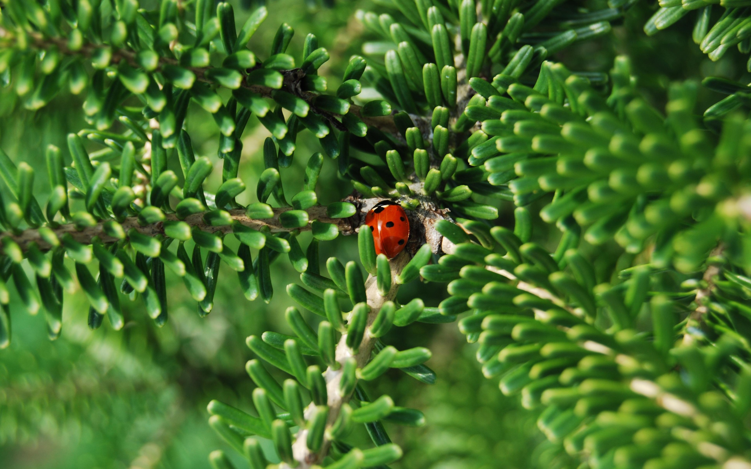Красная божья коровка на зеленой ветке
