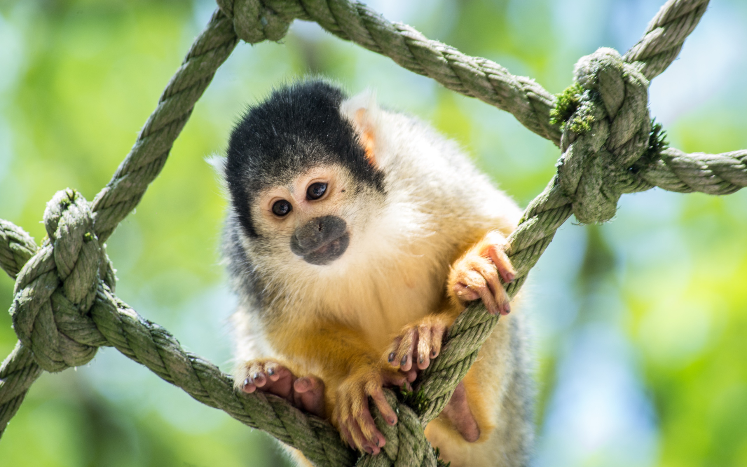 Обезьяна капуцин сидит на сетке