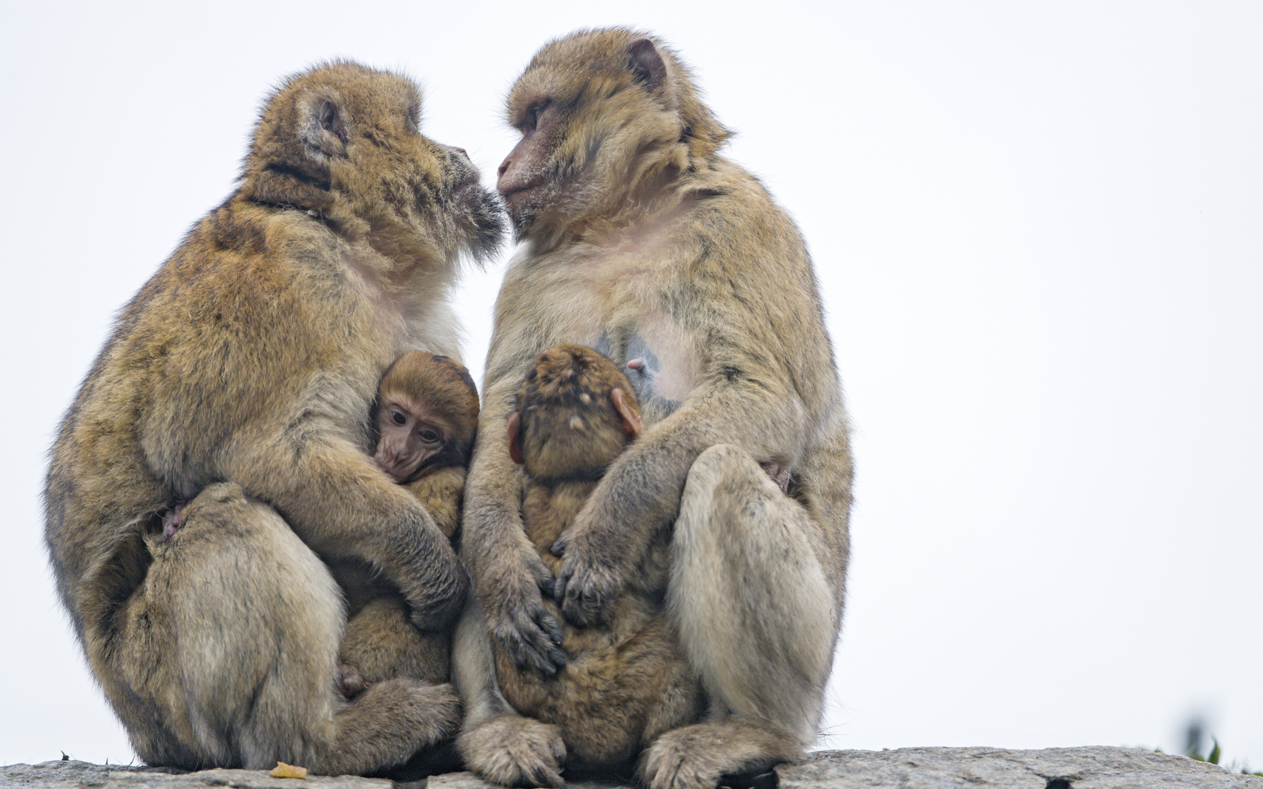 Две обезьяны с детенышами 