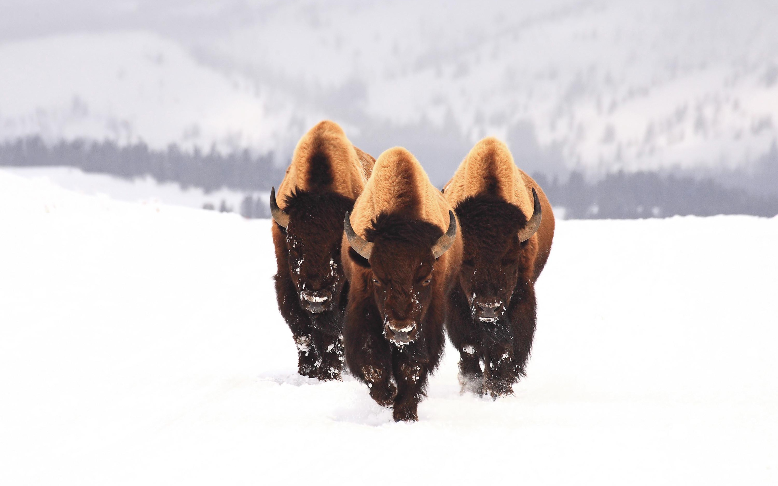 Три бизона идут по заснеженному полю зимой