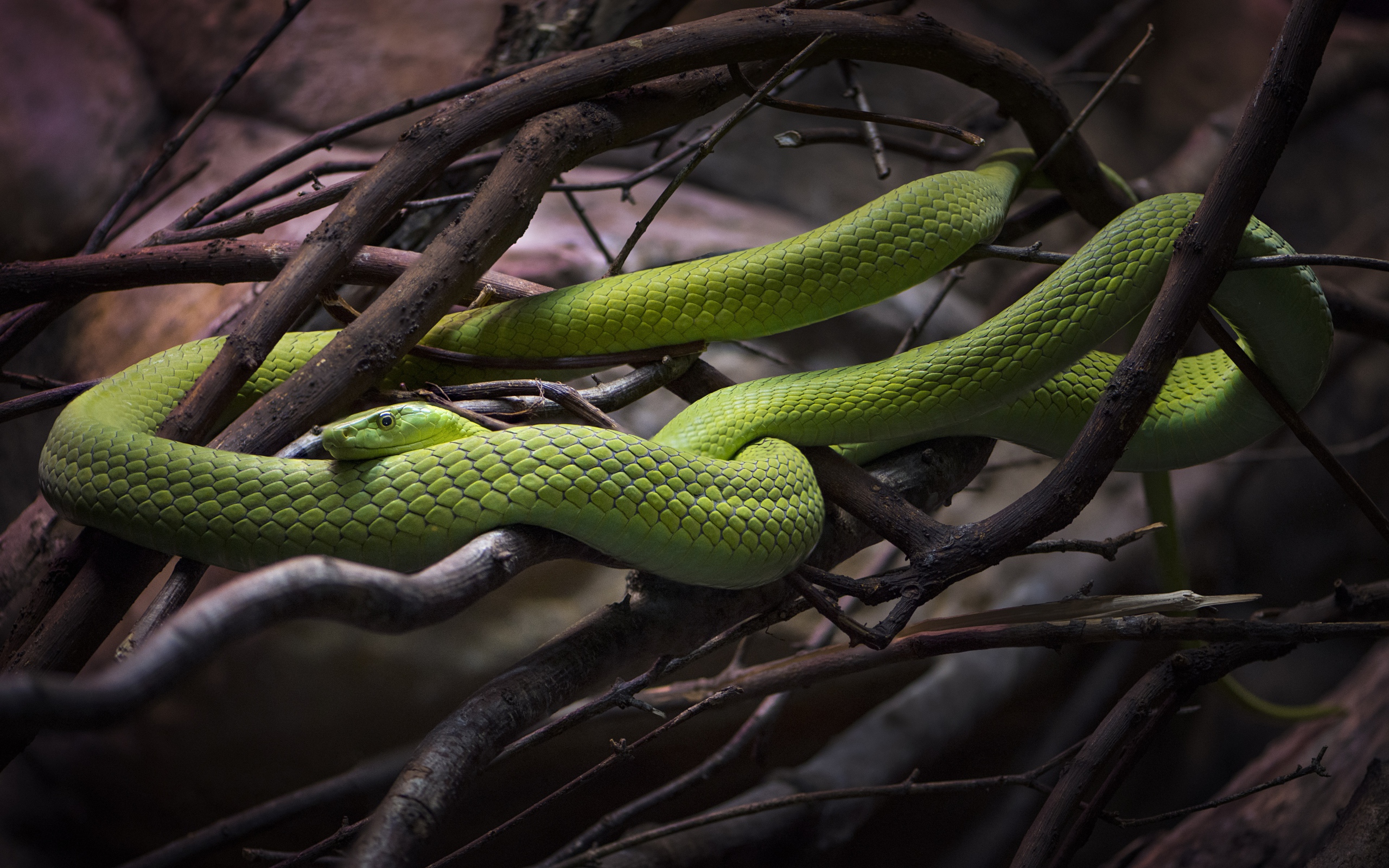 Красивая зеленая змея в ветках дерева