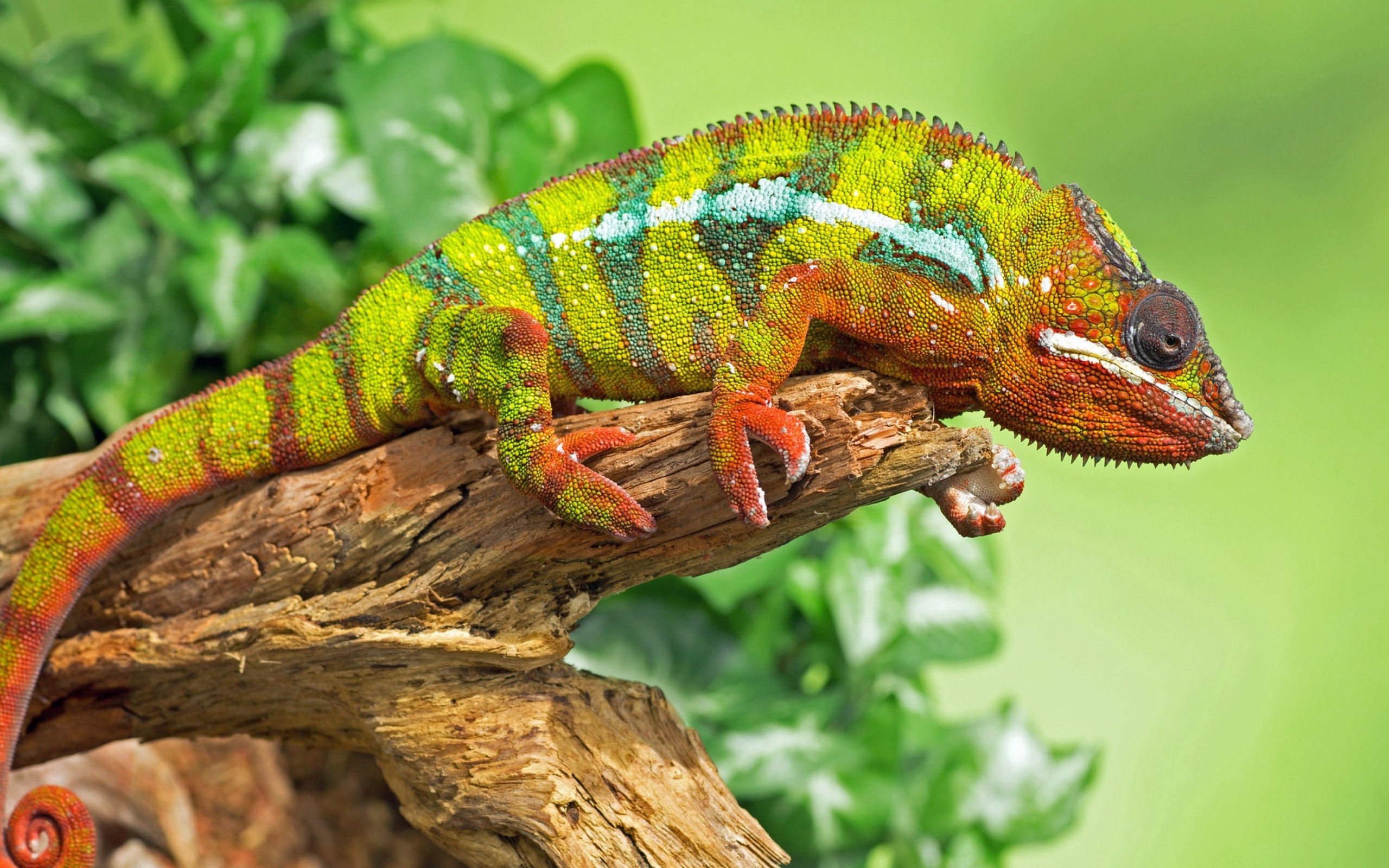 Большой красивый хамелеон сидит на дереве