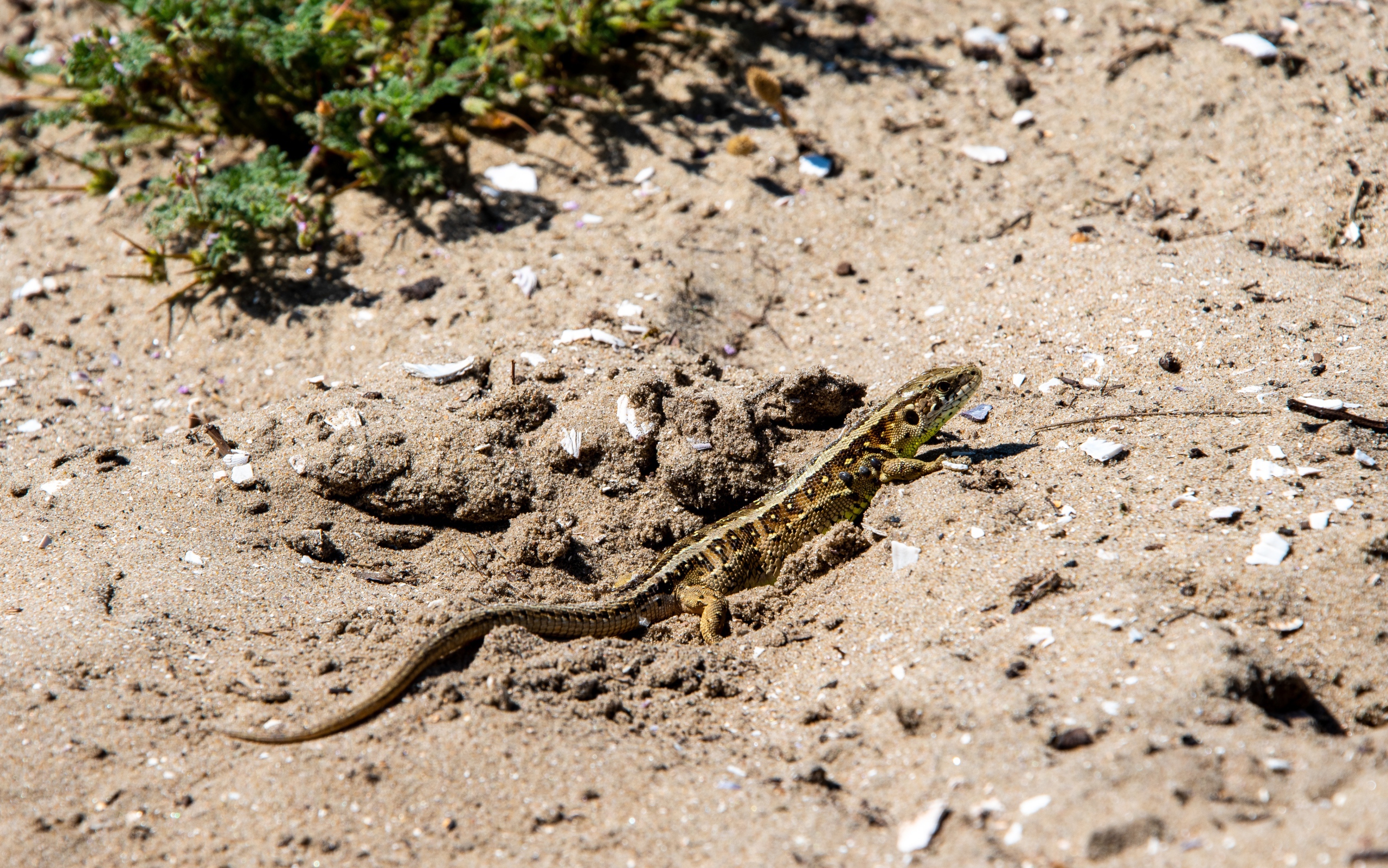 Маленькая быстрая ящерица на песке 