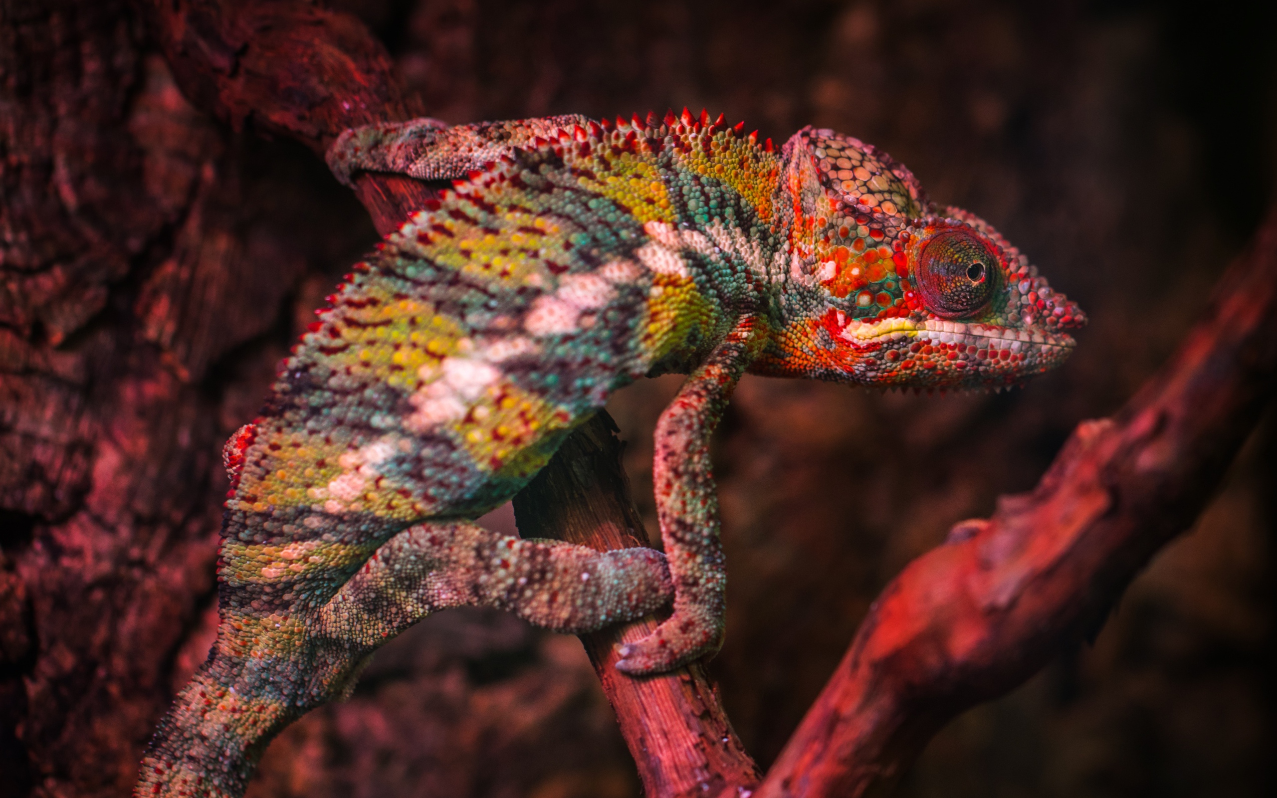 Разноцветный хамелеон сидит на ветке