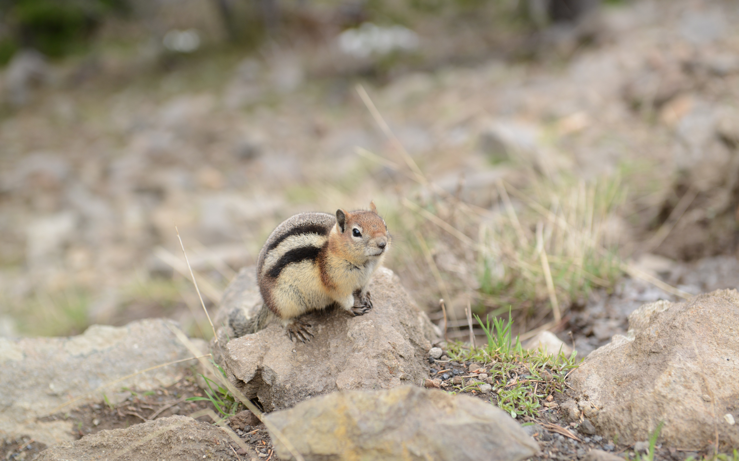Маленький бурундук сидит на камне