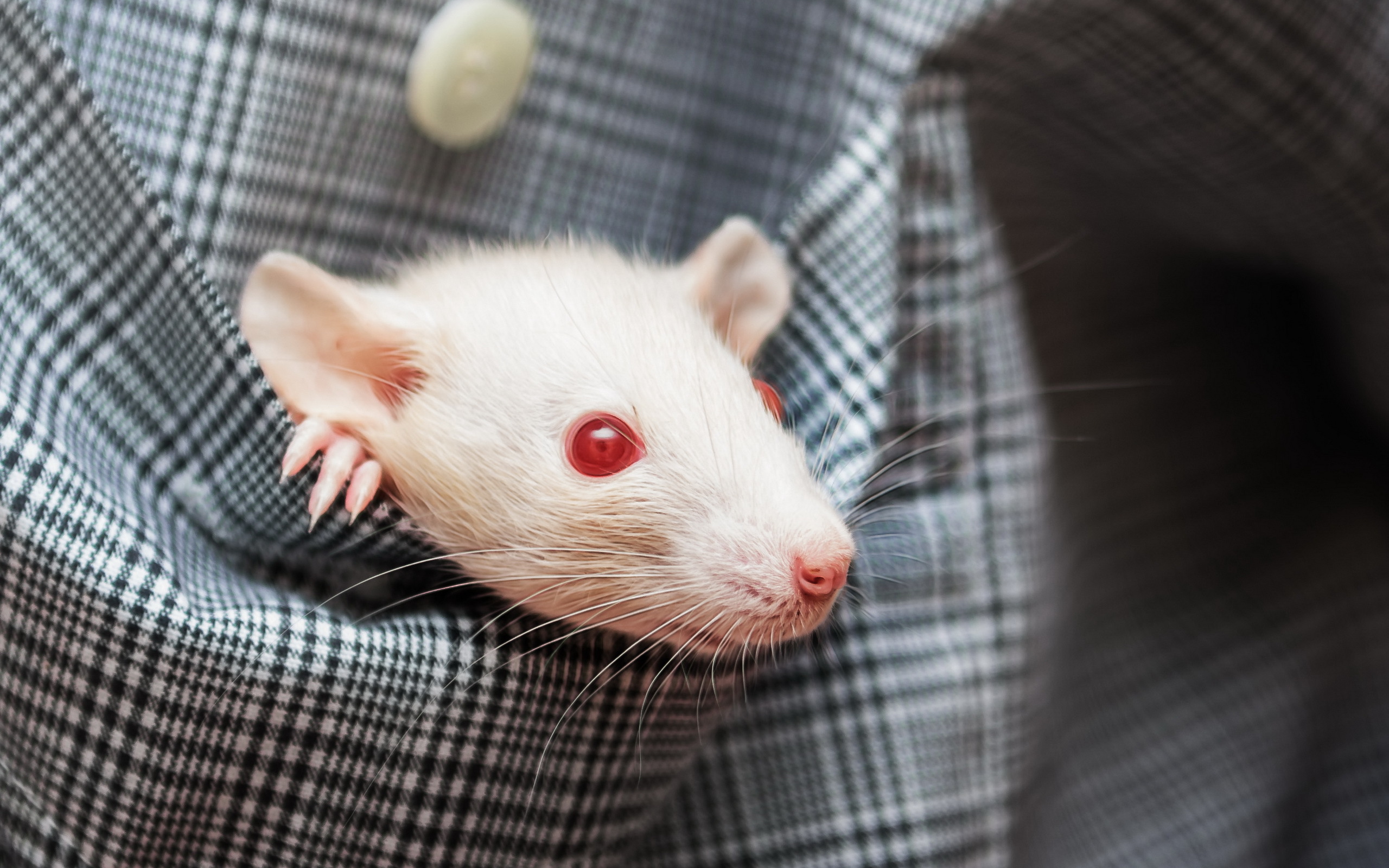 White rat with red eyes in his pocket