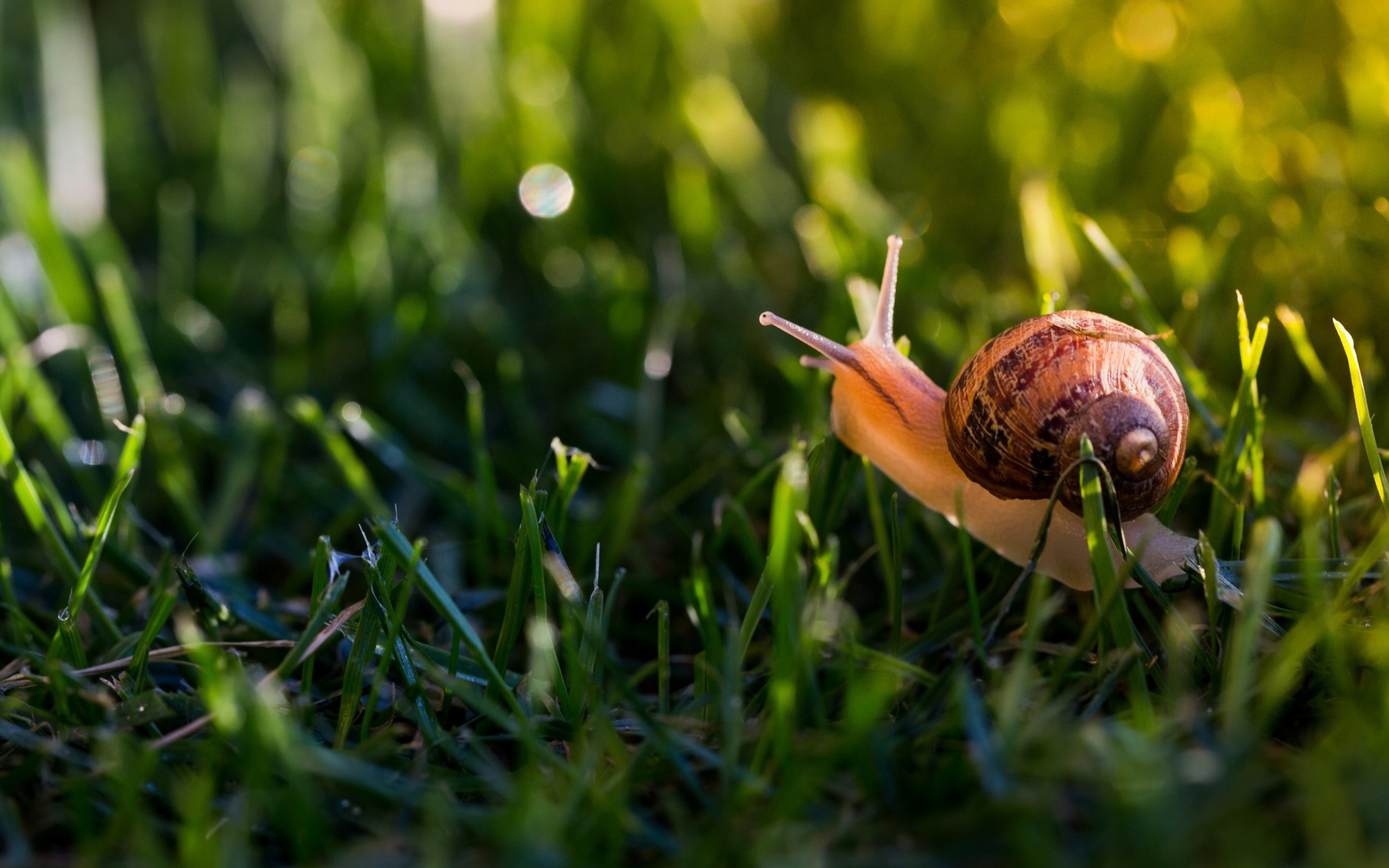 Большая улитка в зеленой траве