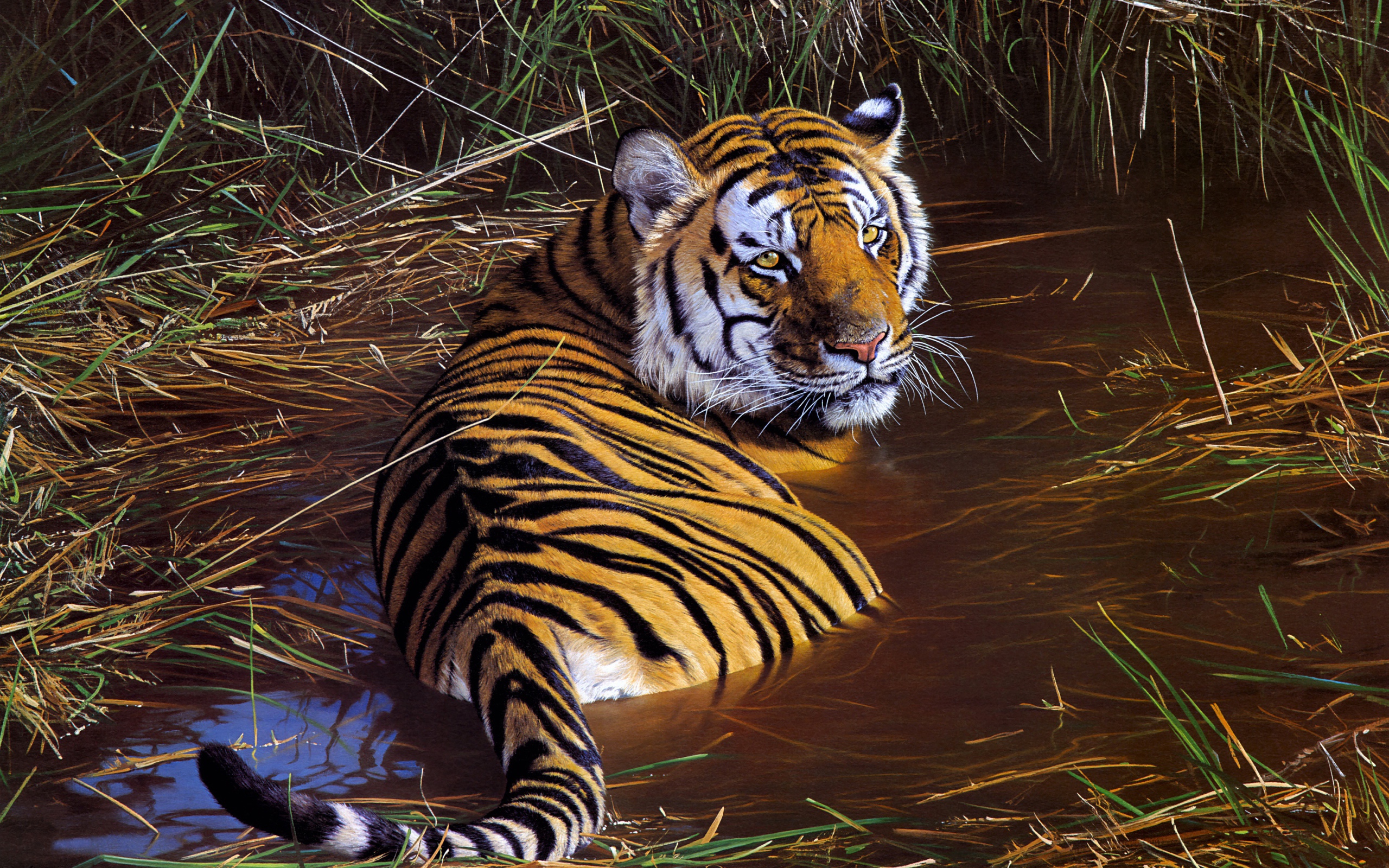 Большой полосатый тигр лежит в зеленой траве