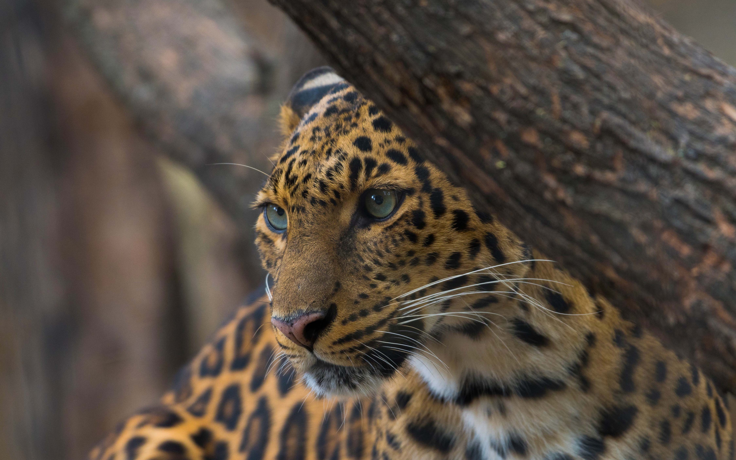 Красивый пятнистый леопард у дерева 