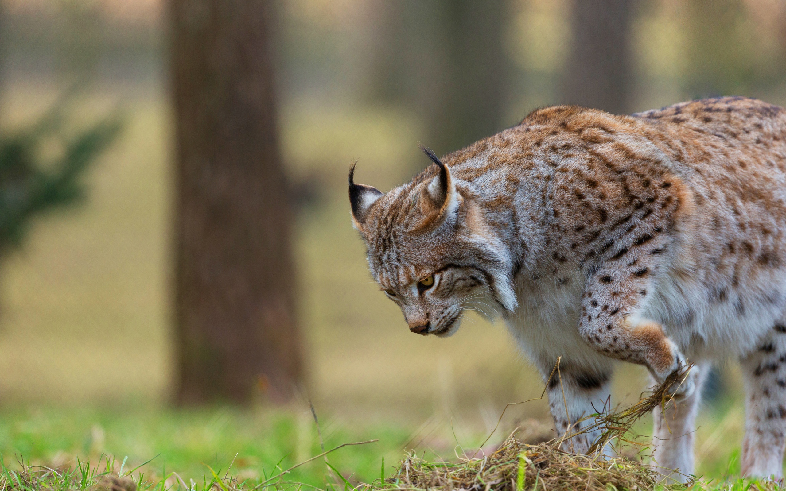 Большая рысь охотится в траве 