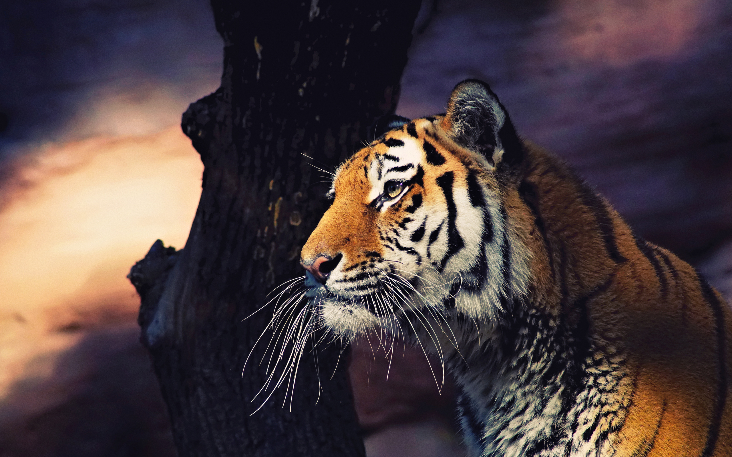 Большой полосатый тигр у дерева