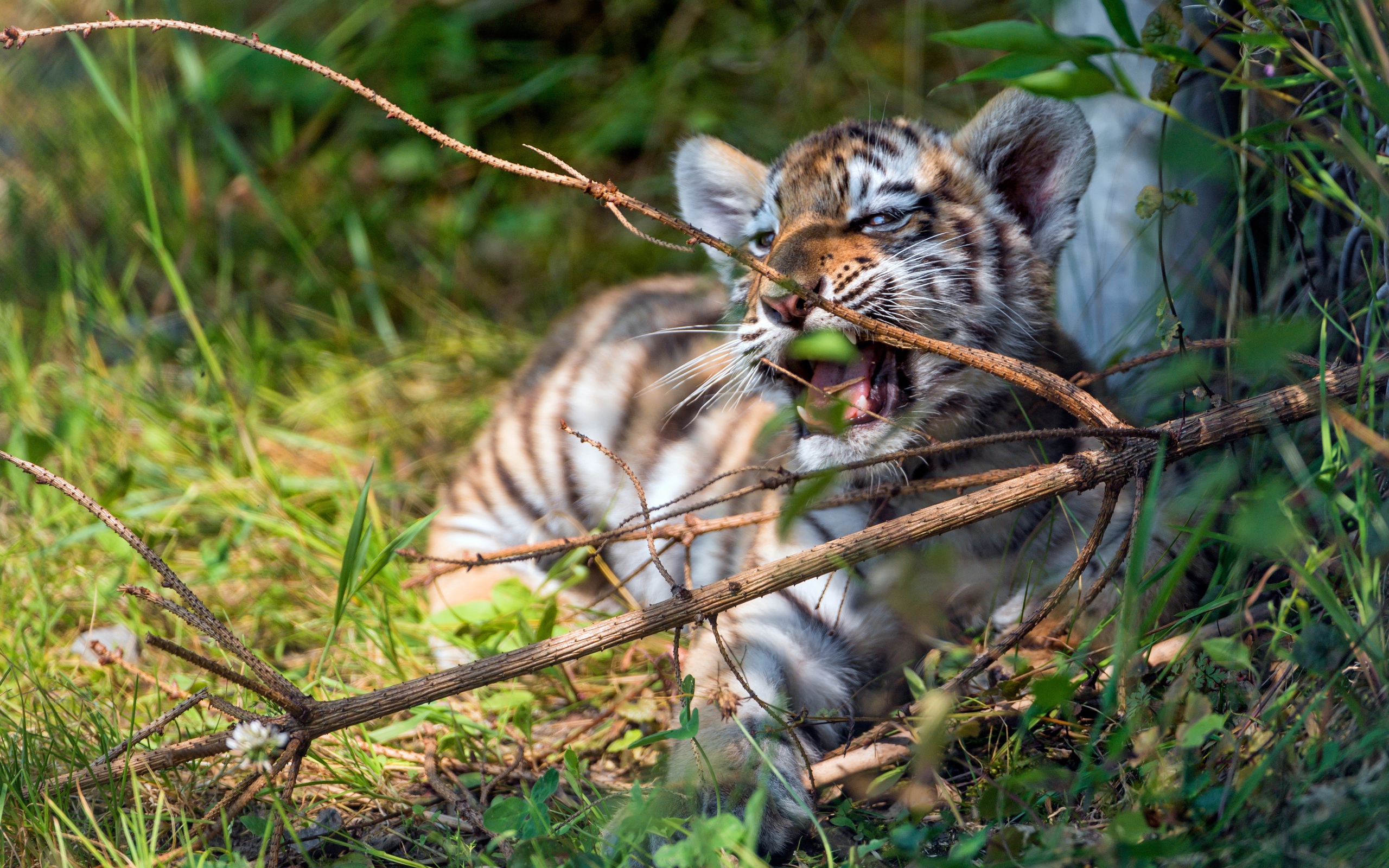 Маленький полосатый тигренок грызет ветку 