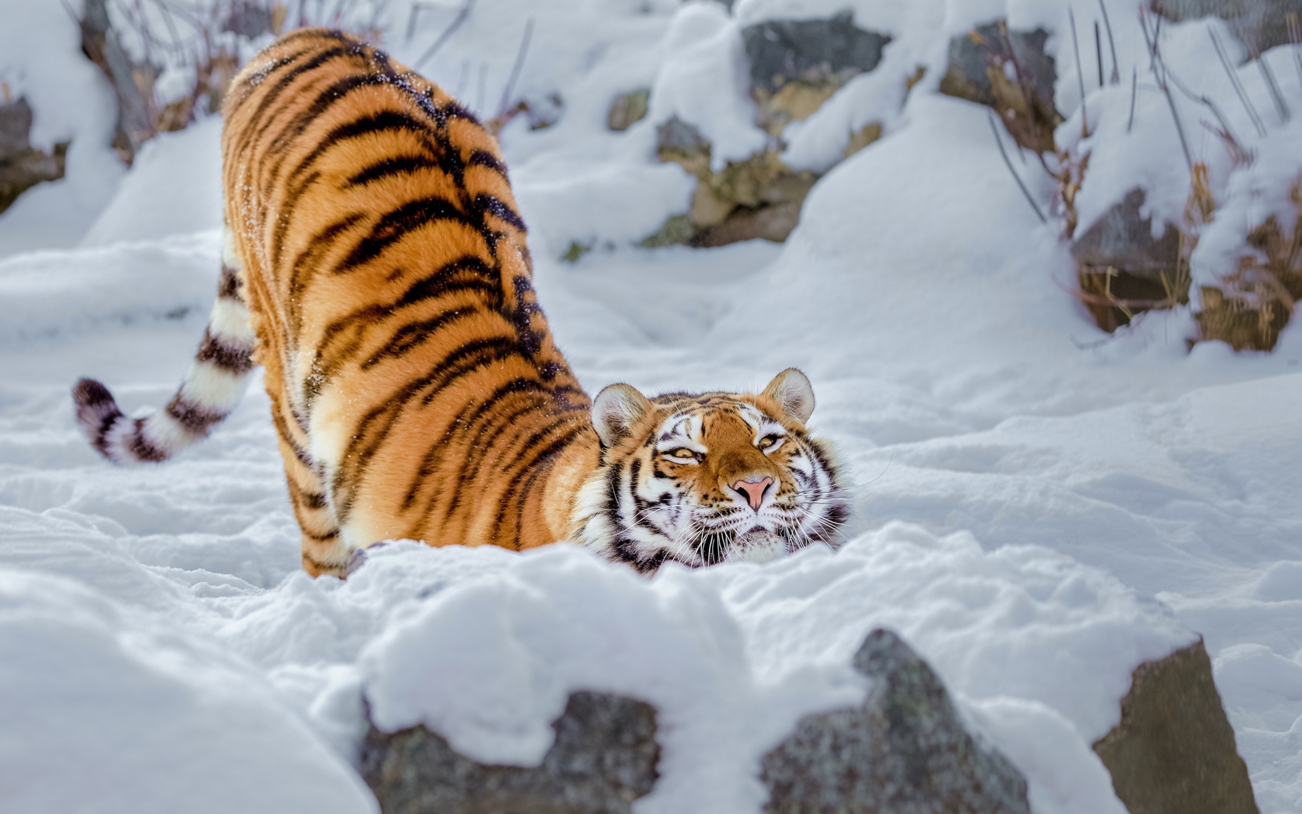 Довольный полосатый большой тигр в снегу 