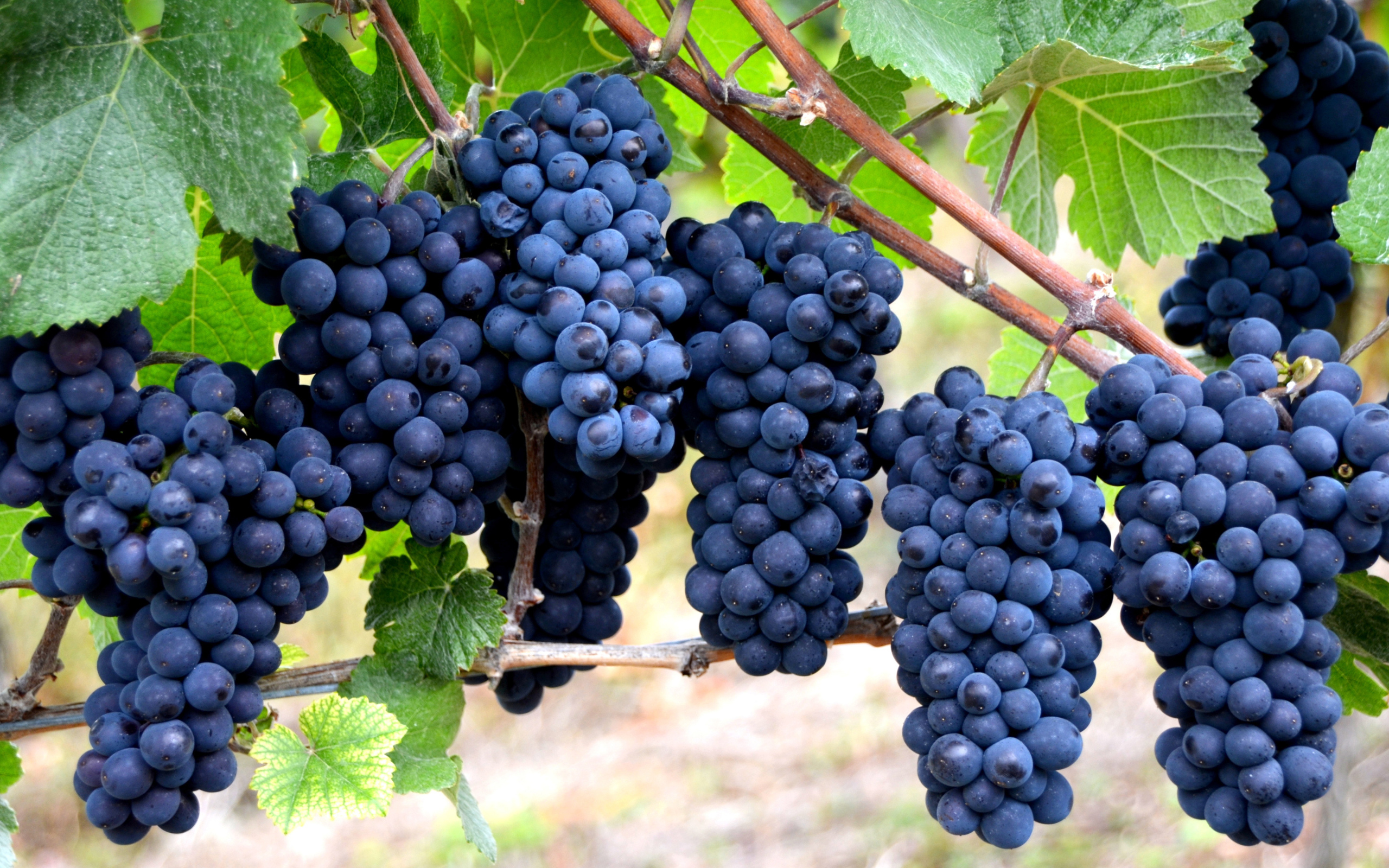 Красивые грозди синего винограда на лозе