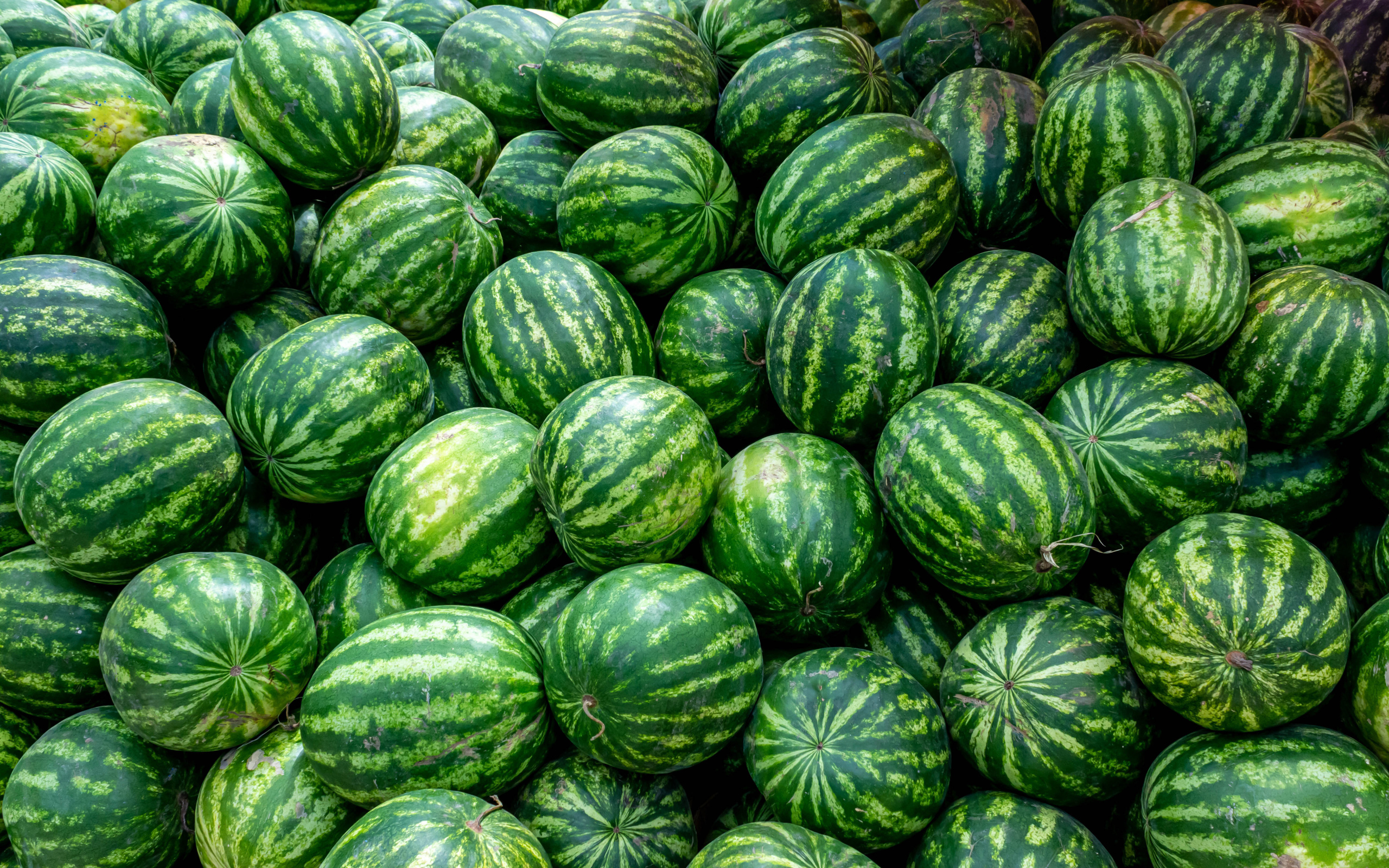 Много полосатых зеленых арбузов