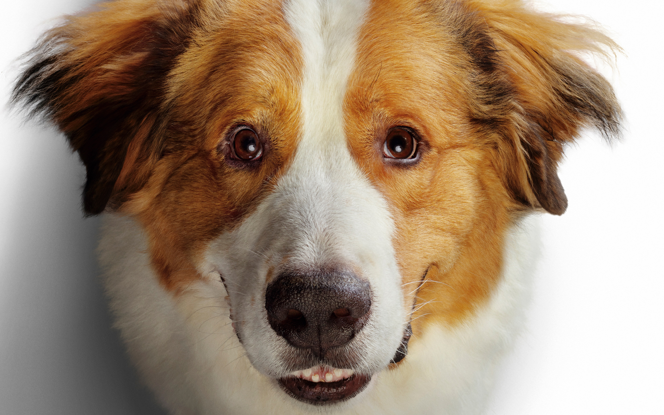 Морда золотистого ретривера в новом фильме Собачья жизнь 2, 2019 года