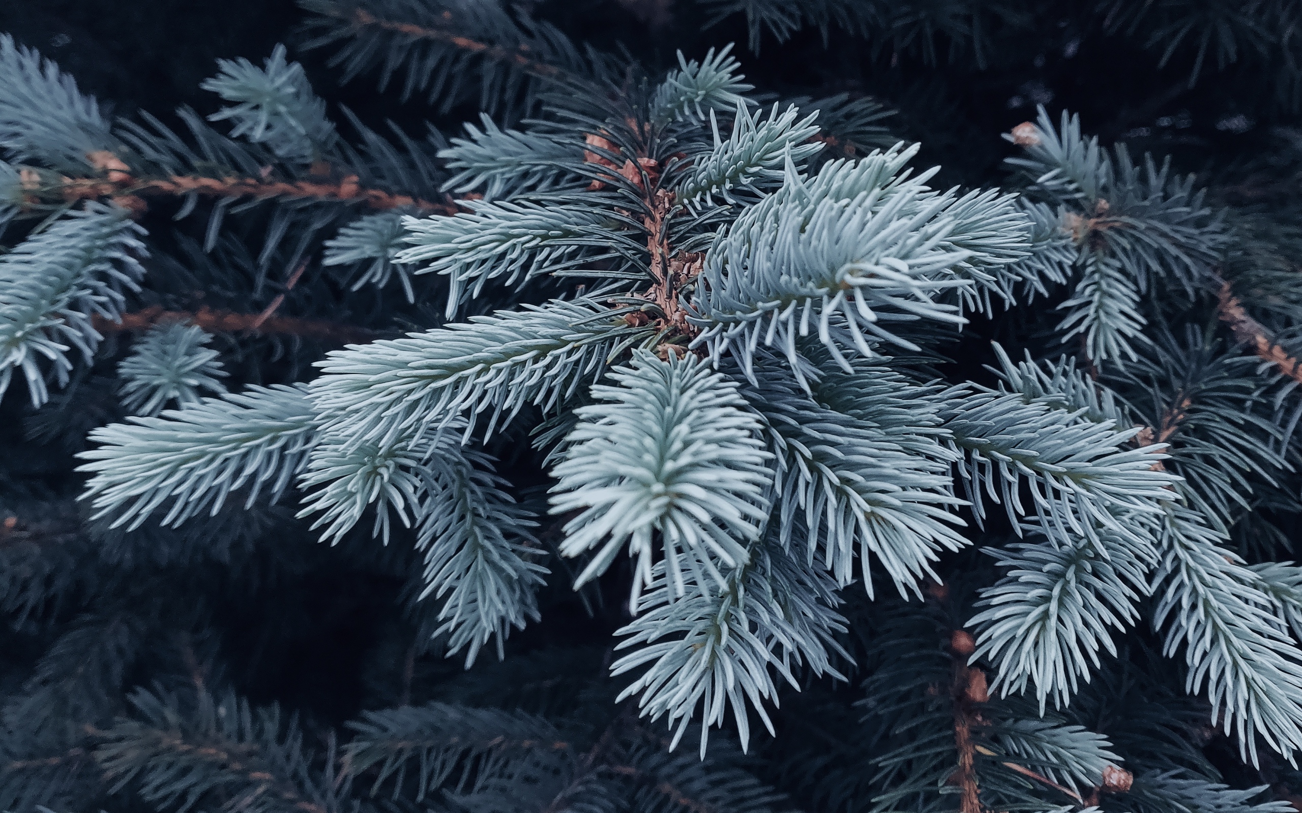 Ветка голубой ели крупным планом