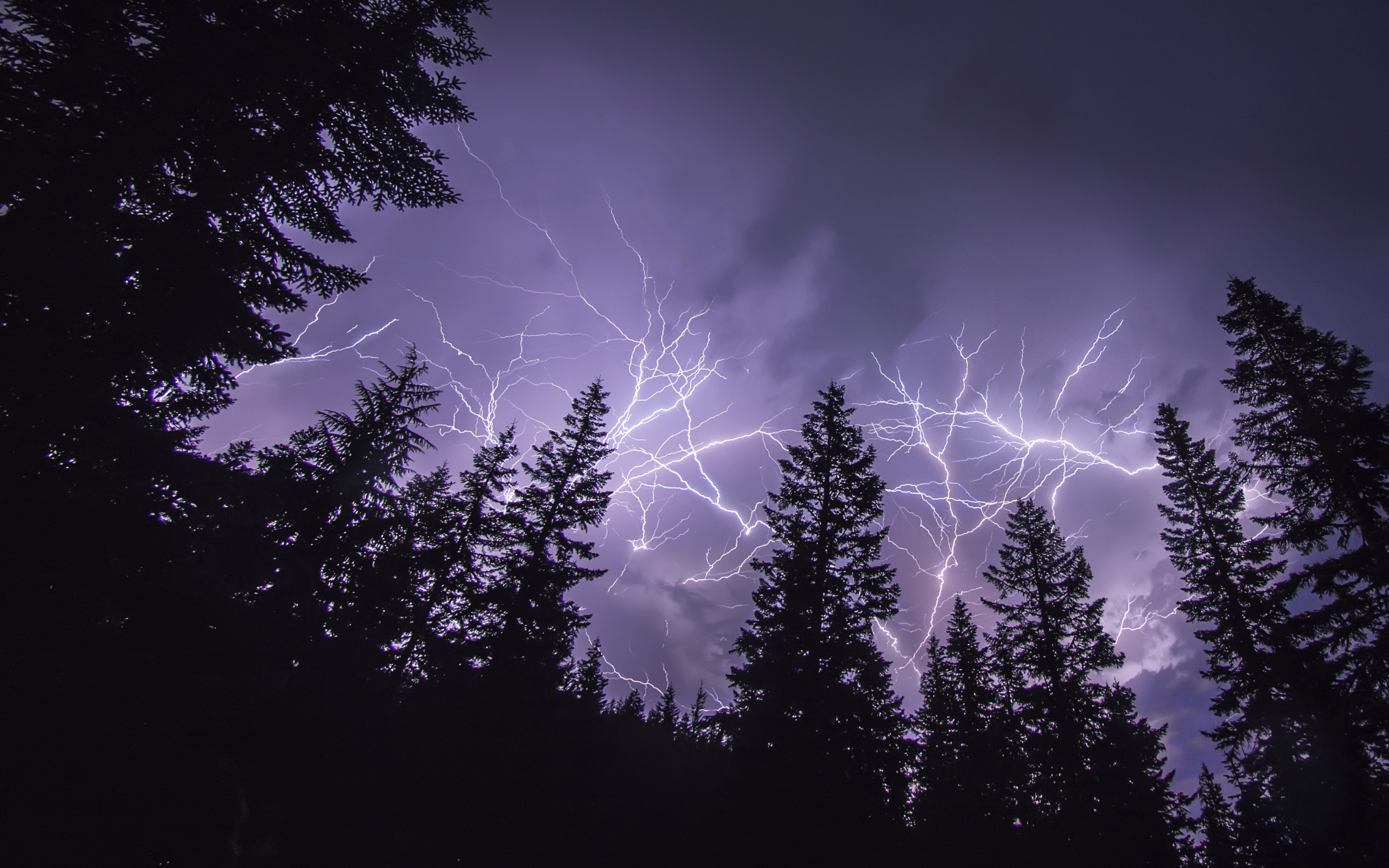 2019Nature_Bright_lightning_over_a_pine_forest_132560_19.jpg