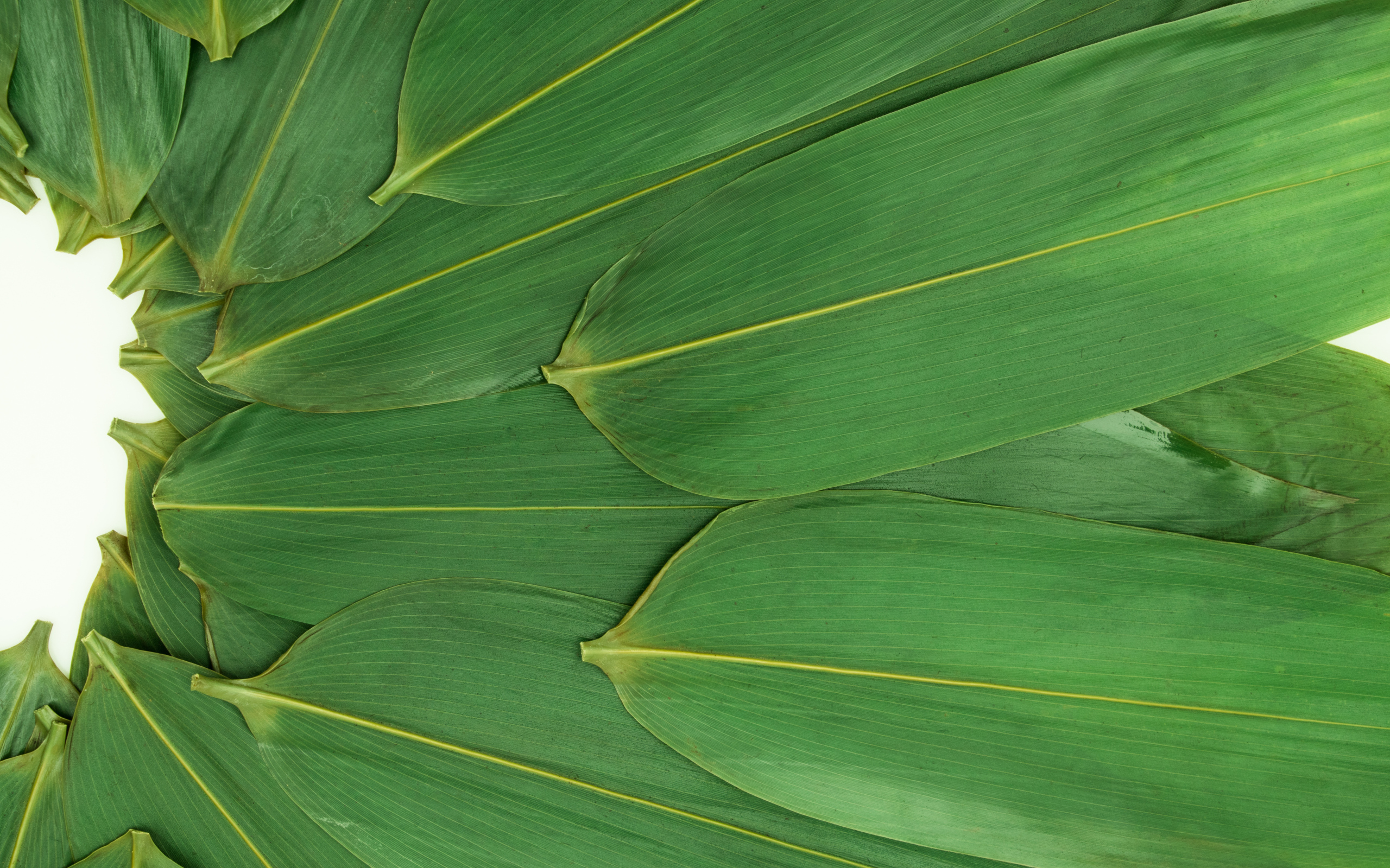 Зеленые кукурузные листья на белом фоне