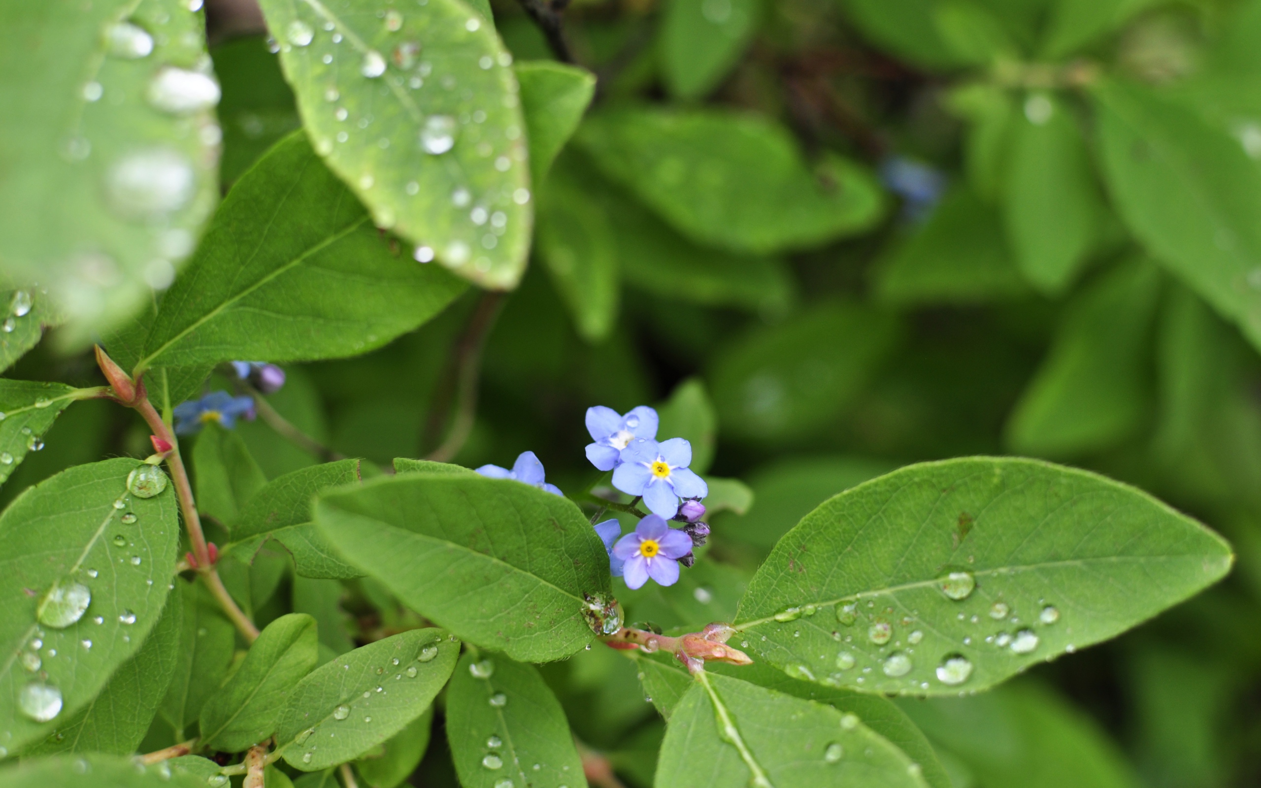 Зеленые листья с маленькими цветами в каплях росы