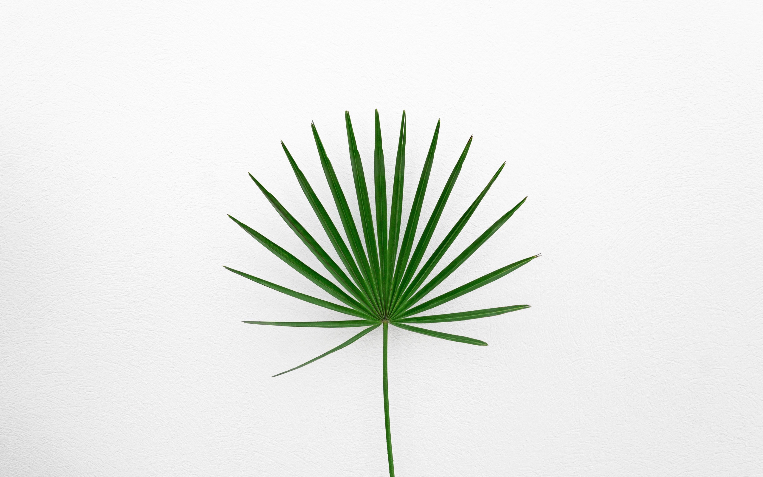 Зеленый пальмовый лист на белом фоне
