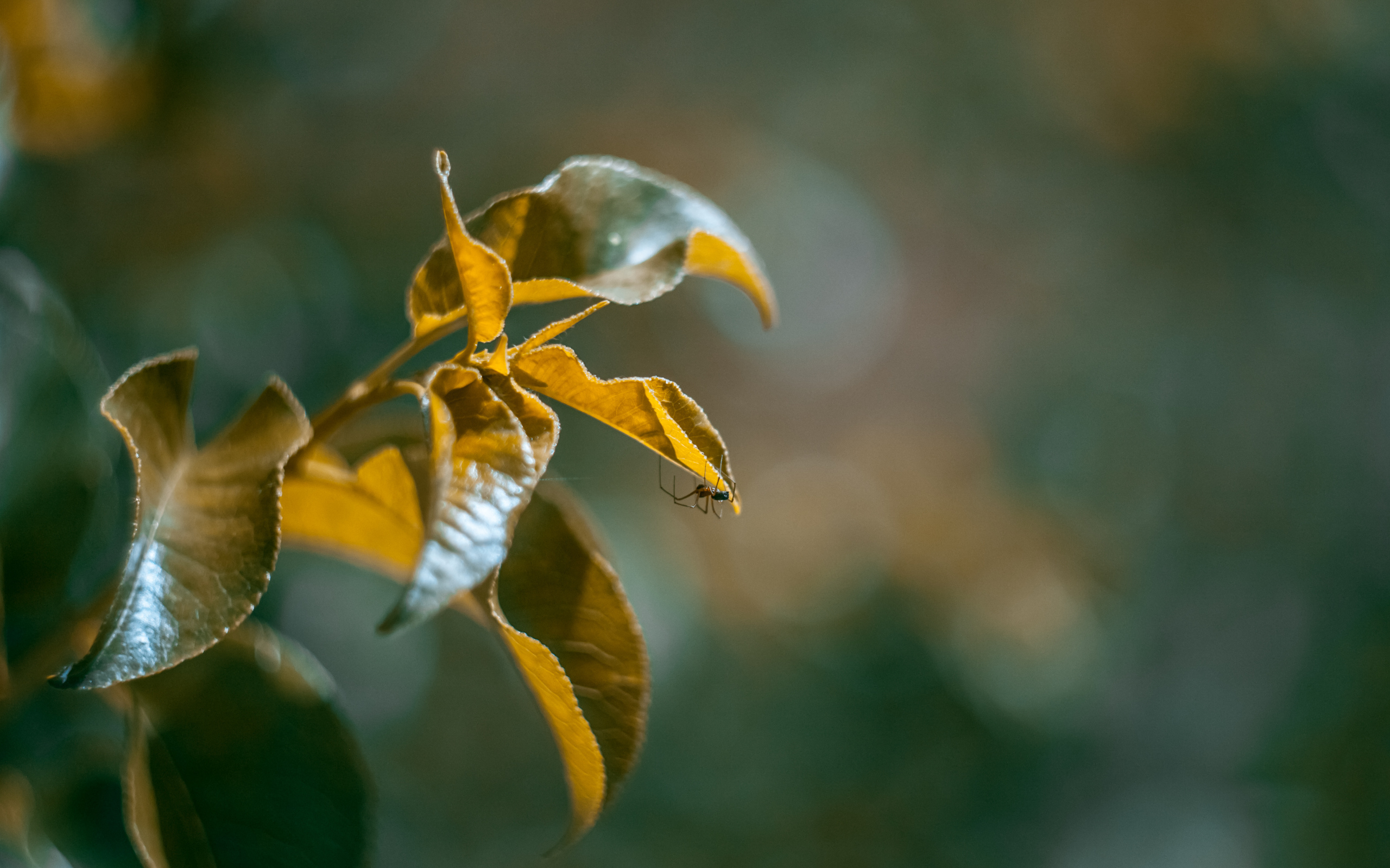 Зеленые сочные листья в лучах солнца 