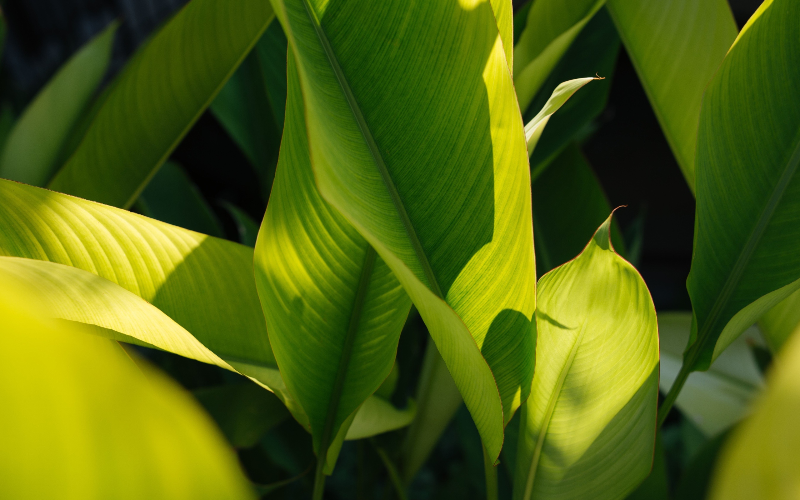 Много зеленых листьев растения в лучах солнца