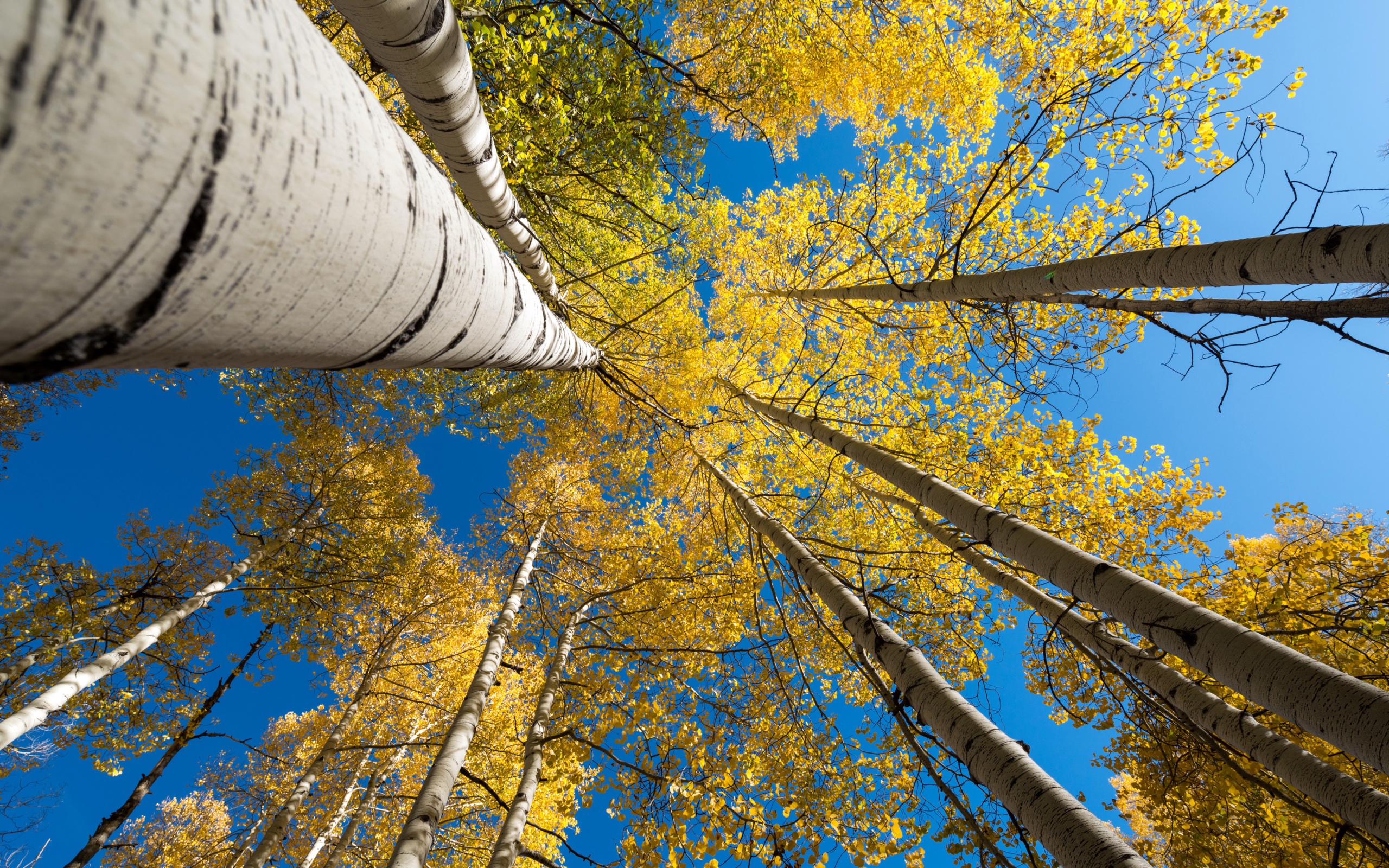 Желтые кроны берез под голубым небом