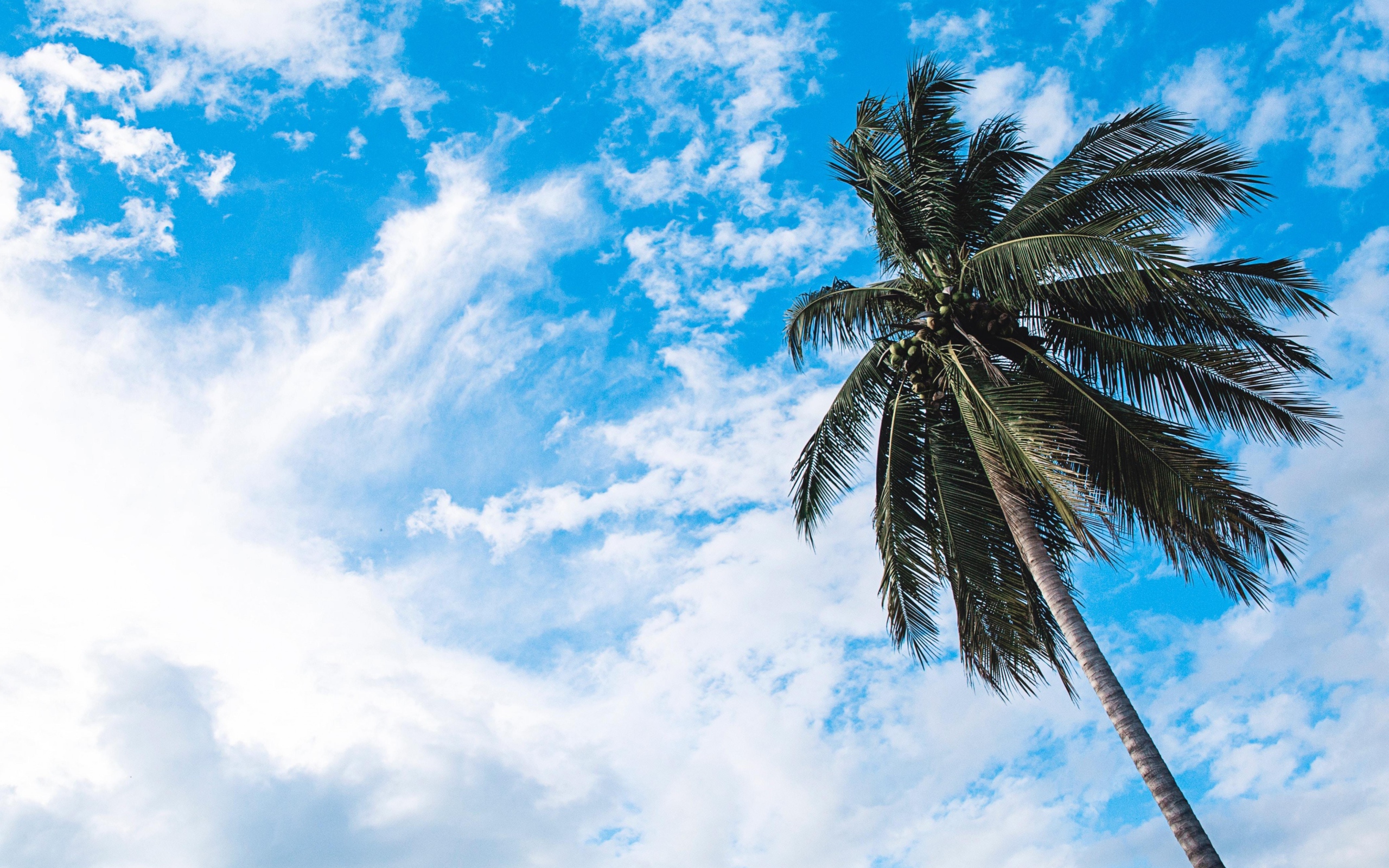 Зеленая пальма на фоне голубого неба с белыми облаками