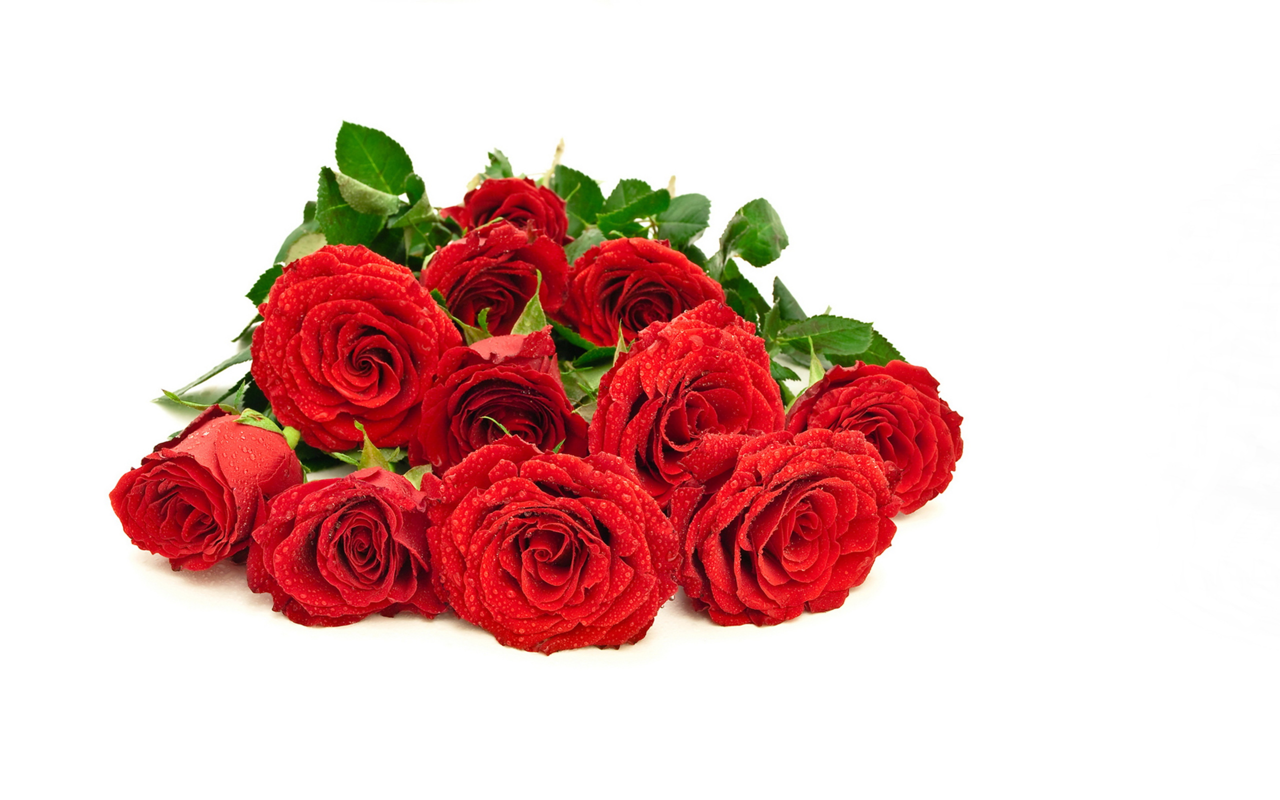 Красивый букет красных роз в каплях росы на белом фоне