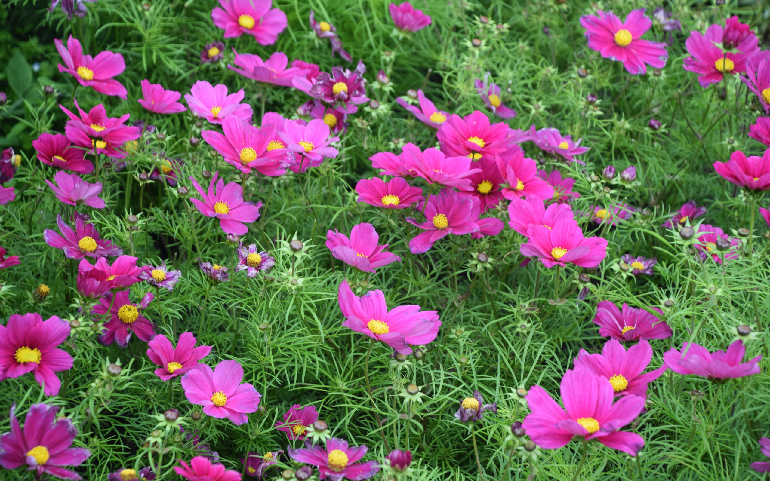 Красивые нежные розовые цветы космея на клумбе