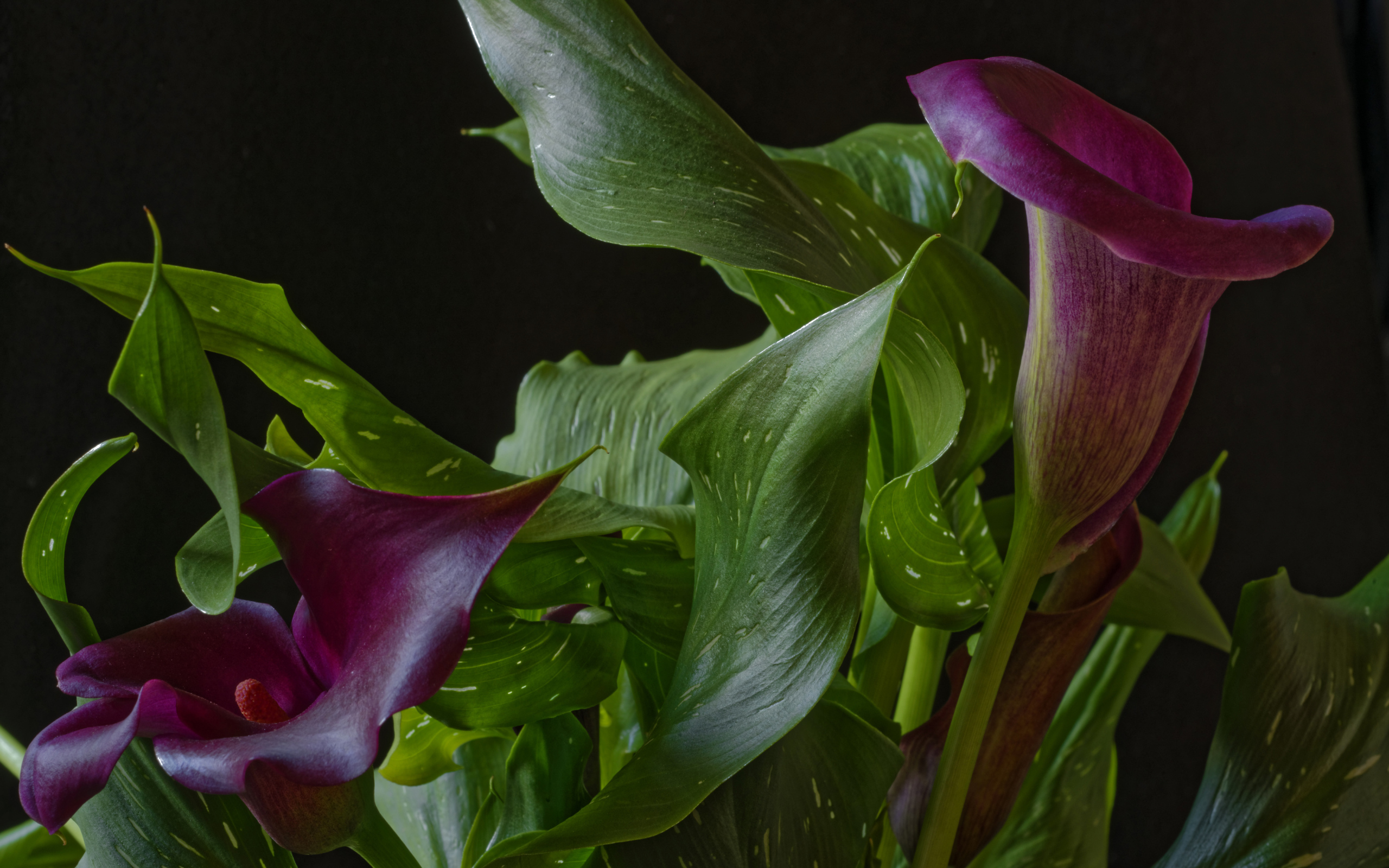 Красивые цветы каллы с зелеными листьями на черном фоне