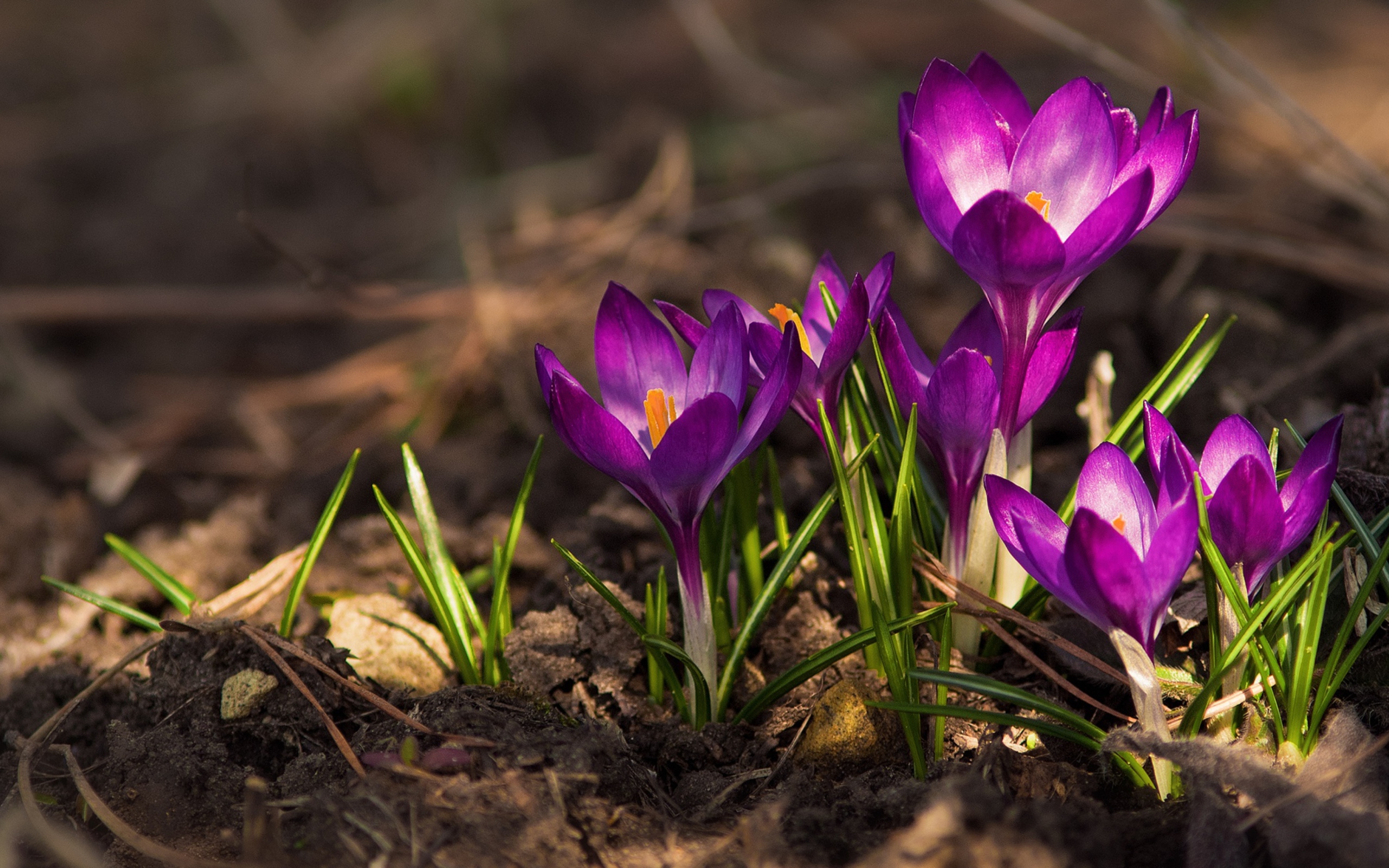 Красивые фиолетовые крокусы на земле