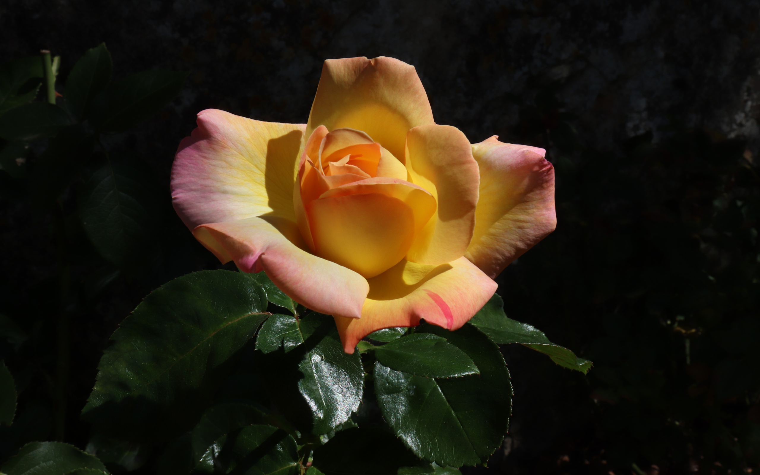 Красивая роза с зелеными листьями на клумбе крупным планом 