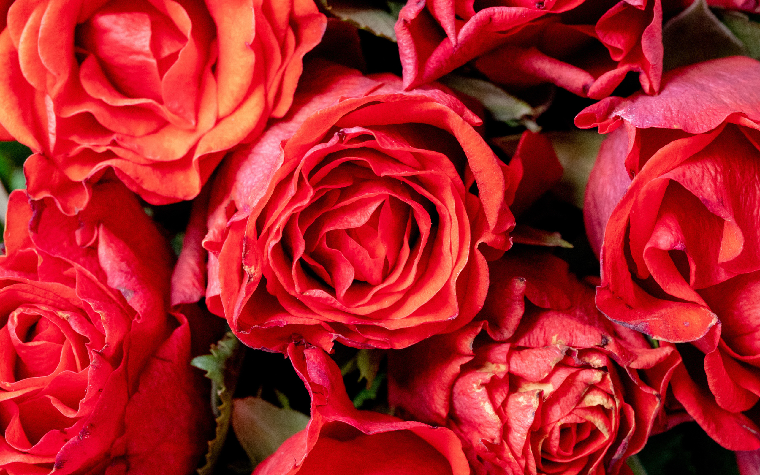 Beautiful roses with pink petals close-up