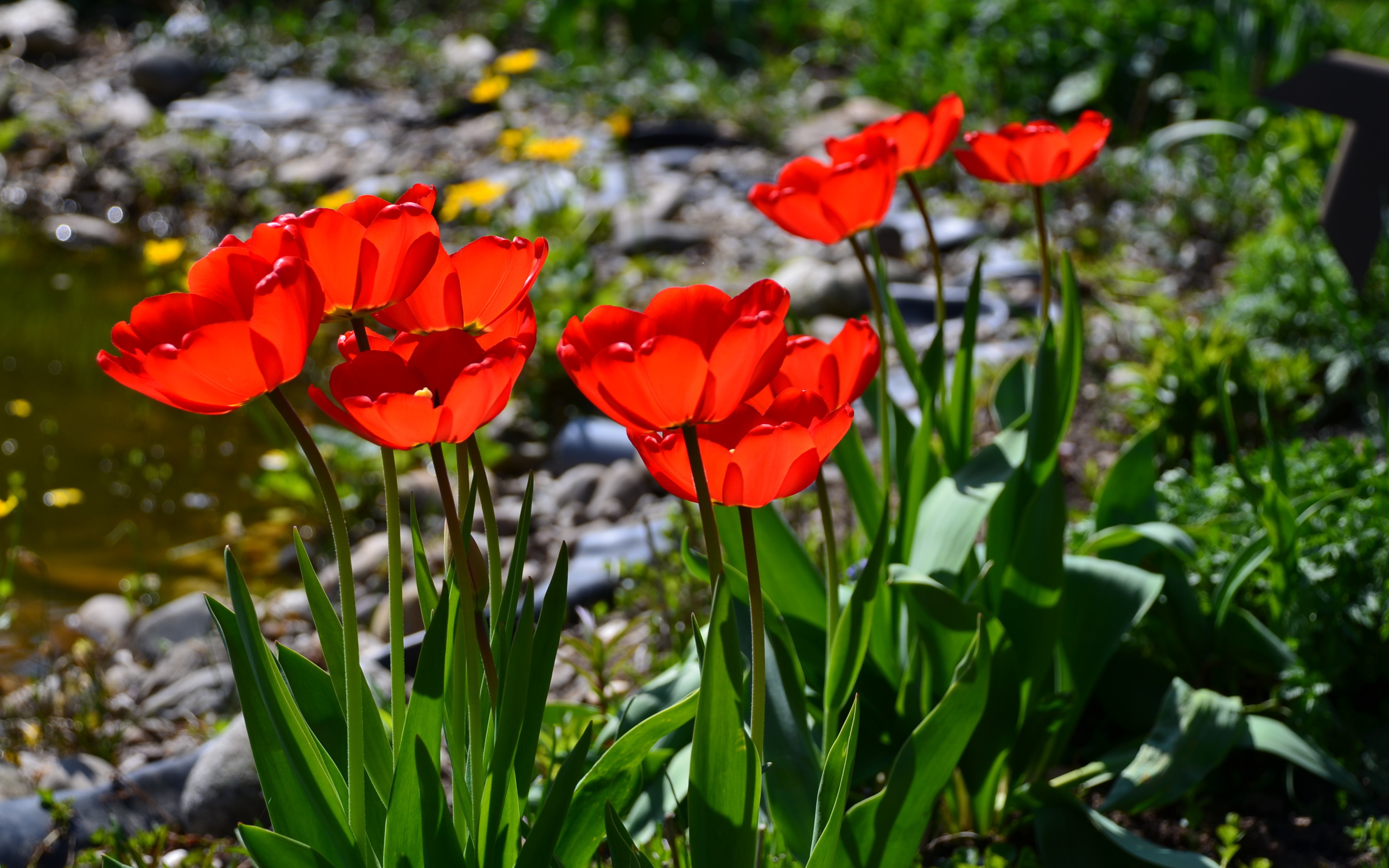 Красивые алые тюльпаны в лучах солнца на клумбе