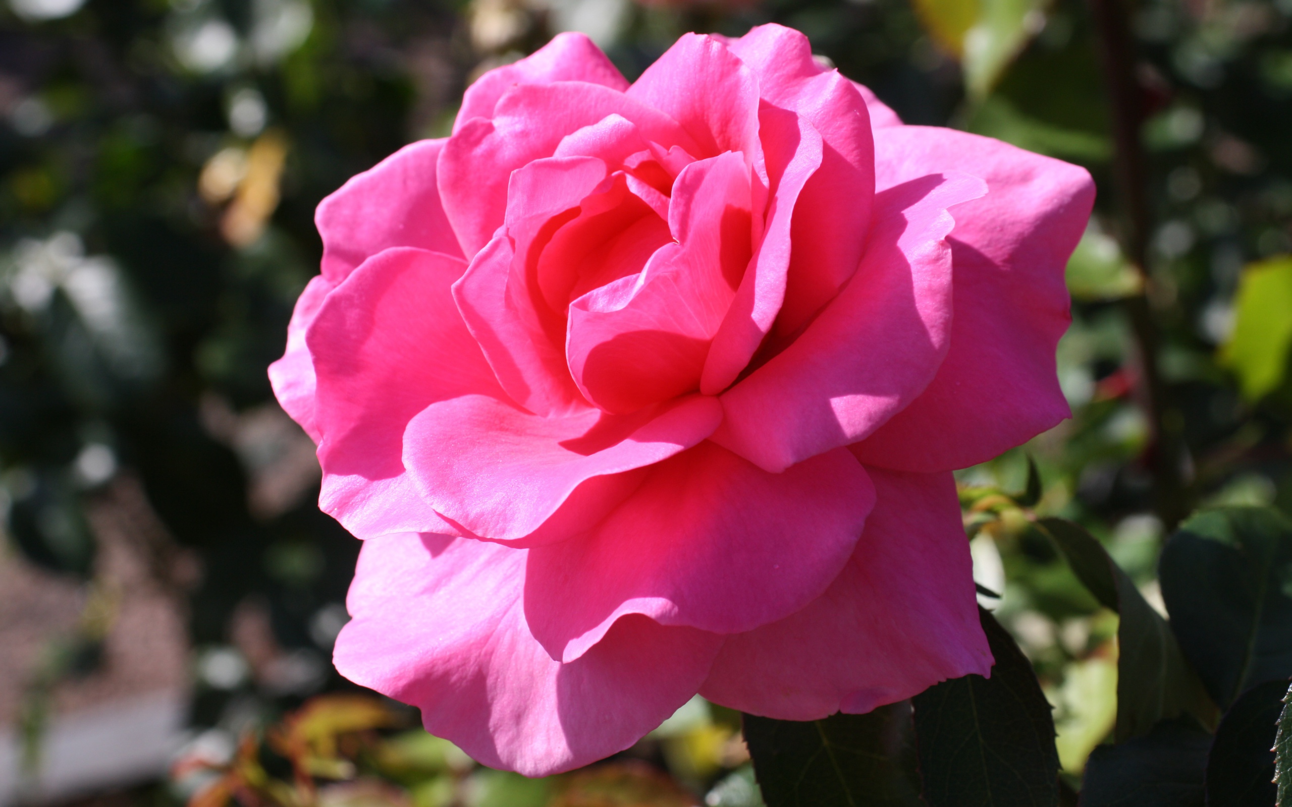 Красивая нежная розовая роза в лучах солнца на клумбе 