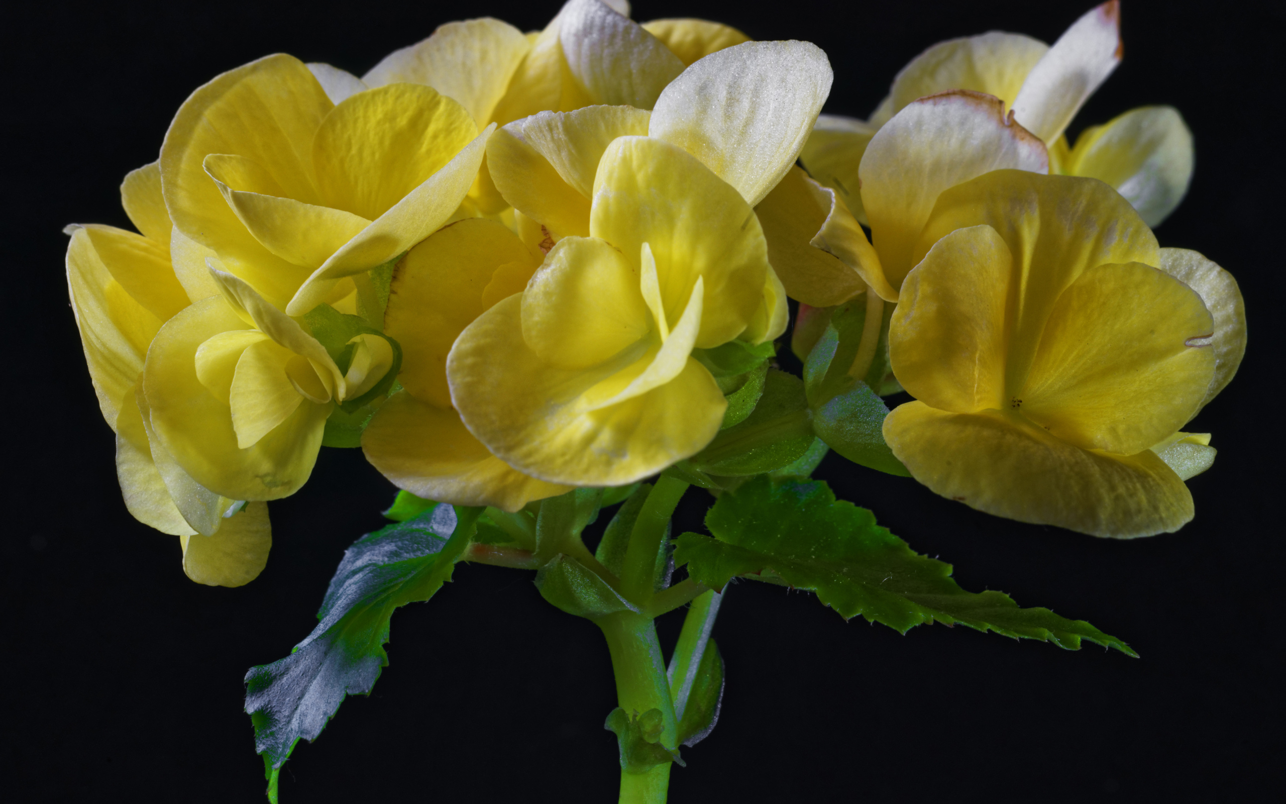 Красивый желтый комнатный цветок бегония на черном фоне