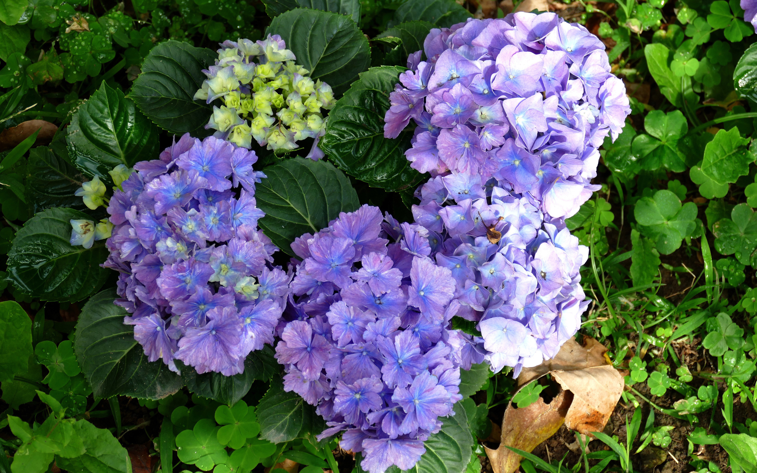 Голубые цветы гортензии с зелеными листьями