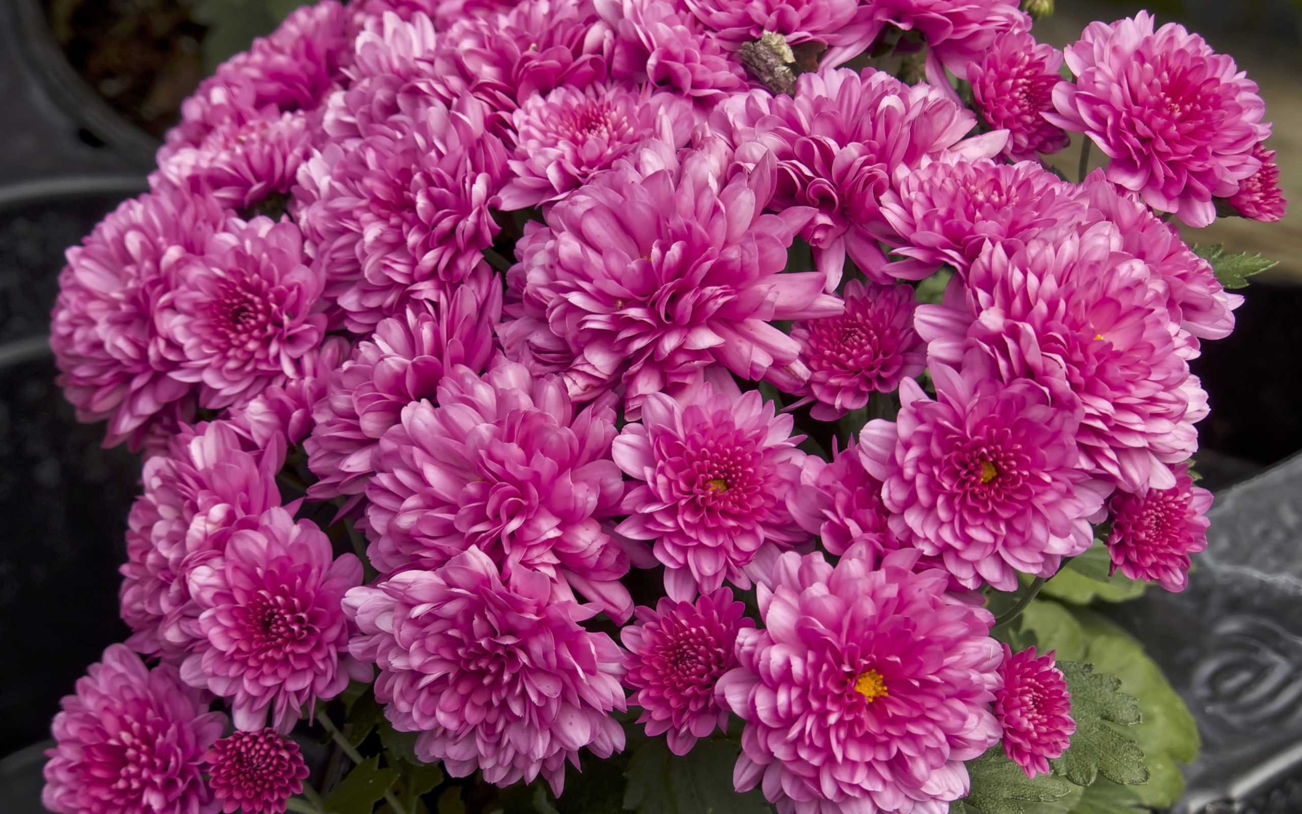 Букет красивых розовых хризантем крупным планом