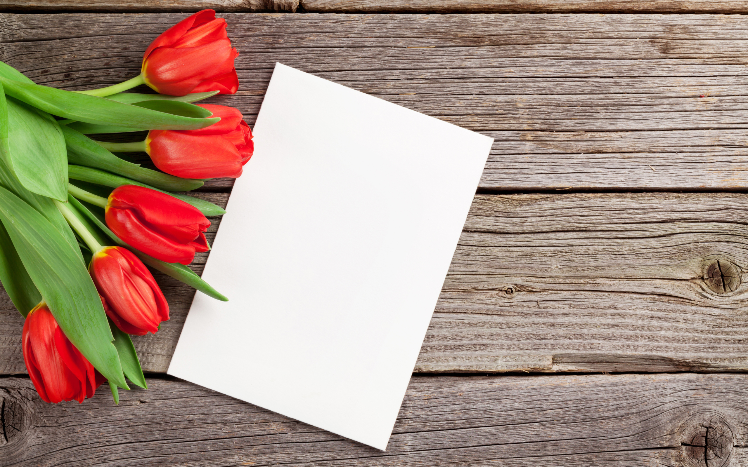 Букет красных тюльпанов с белым листом шаблон для открытки