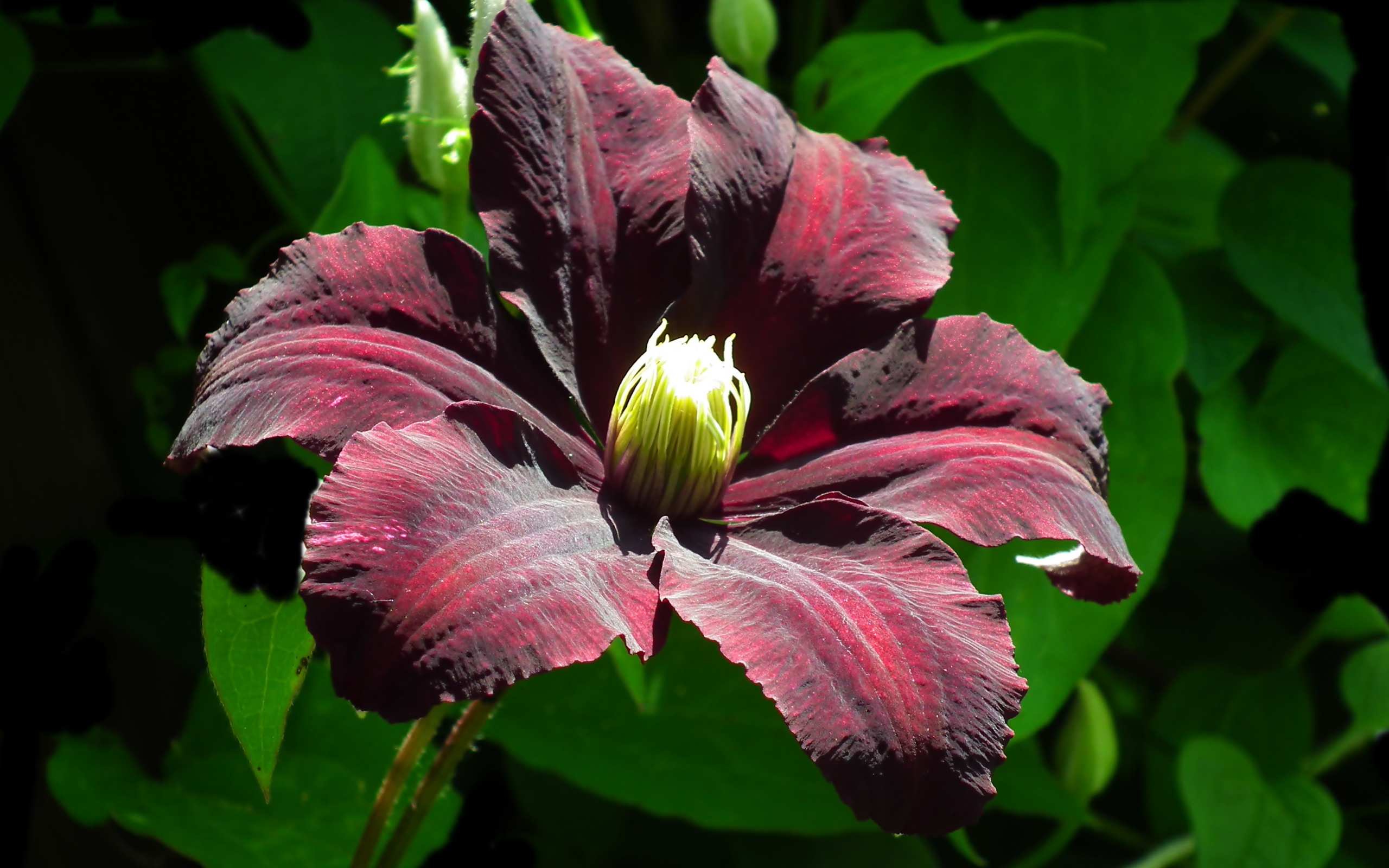 Бордовый цветок клематиса крупным планом